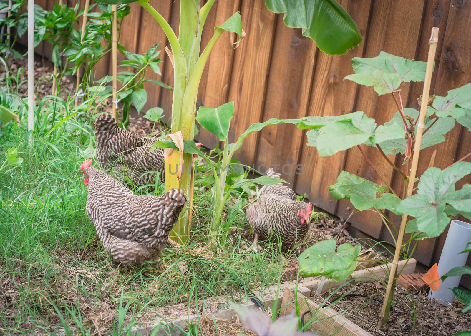 Three free range chickens at backyard garden near Dallas, Texas, America. Marans breed barred feathering laying hen chick pecking in natural settings at vegetable allotment