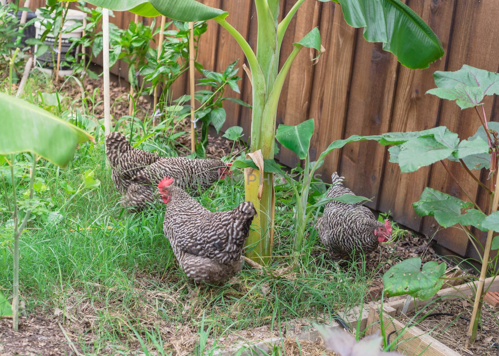 Three free range chickens at backyard garden near Dallas, Texas, America. Marans breed barred feathering laying hen chick pecking in natural settings at vegetable allotment