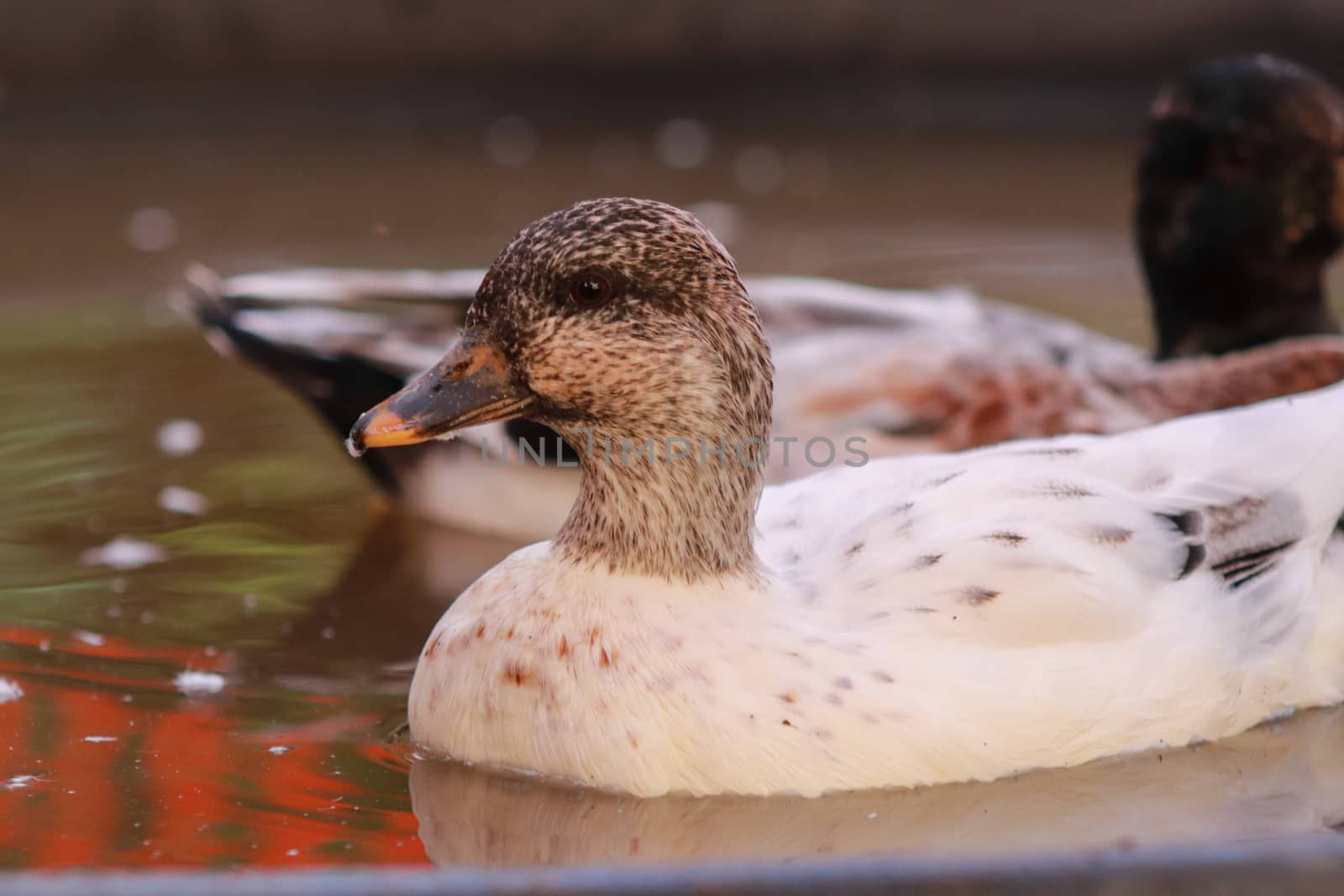 Female Front shot and male Snowy Call Ducks . High quality photo