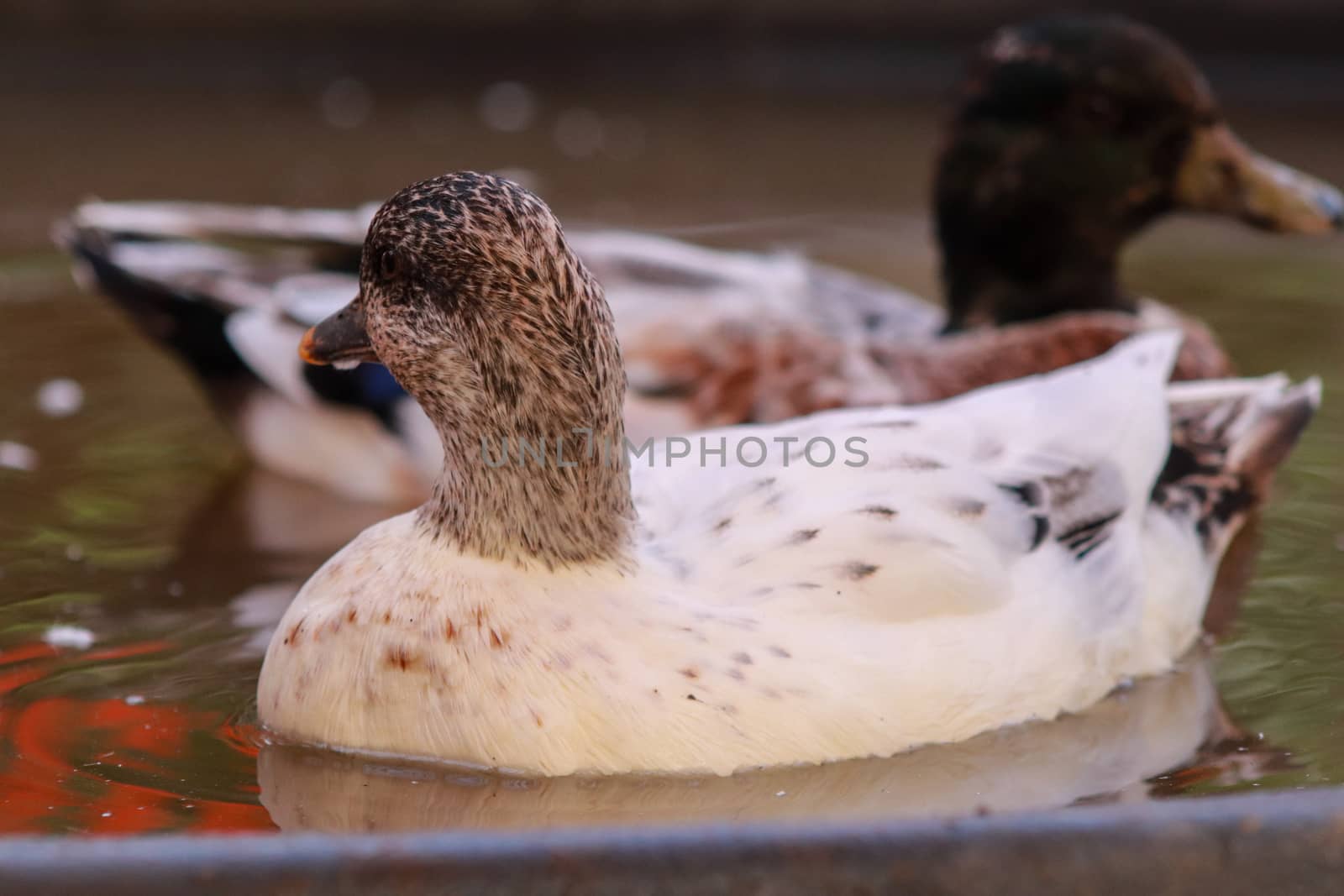 Female Front shot and male Snowy Call Ducks by gena_wells