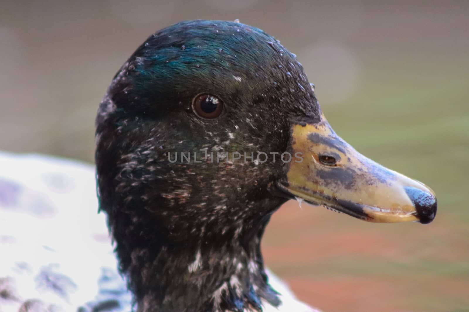 Head shot of Male Snowy Call Ducks . High quality photo