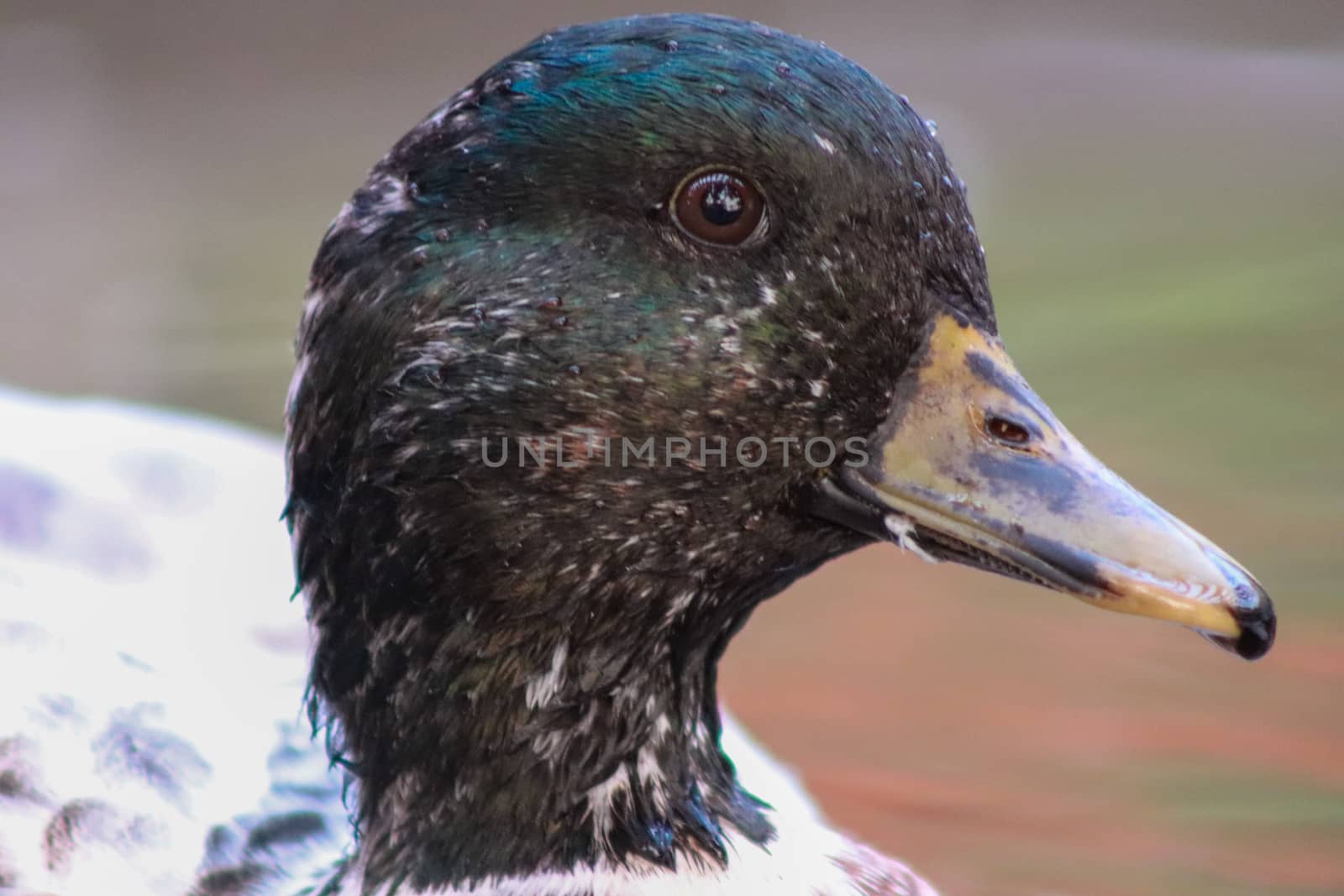 Head shot of Male Snowy Call Ducks by gena_wells
