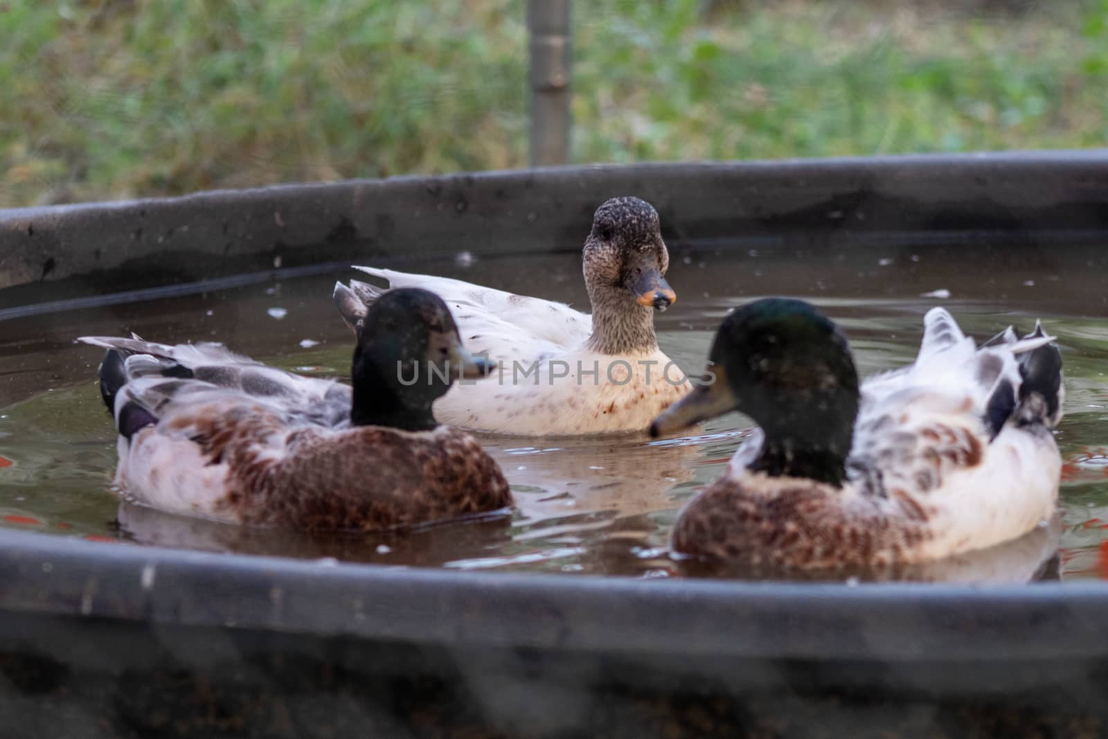 Snowy Call Ducks swimming in there little pool . High quality photo