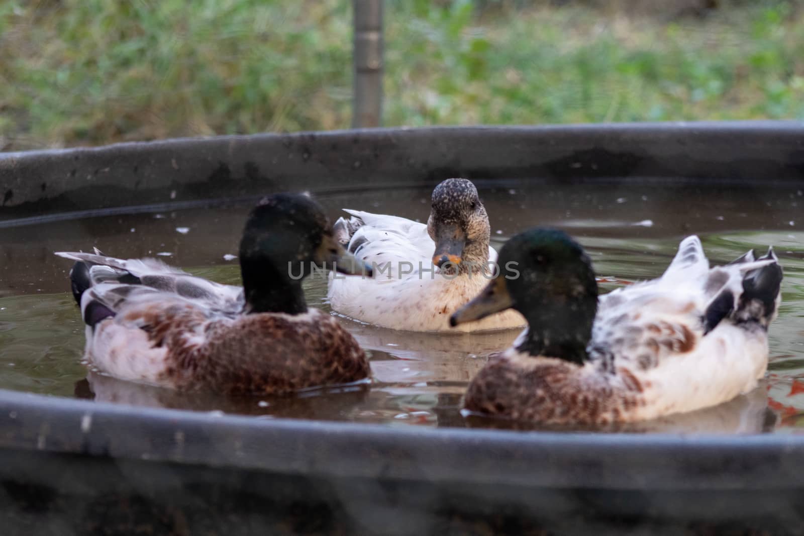 Group of Three Snowy Call Ducks swimming in there little pool . High quality photo