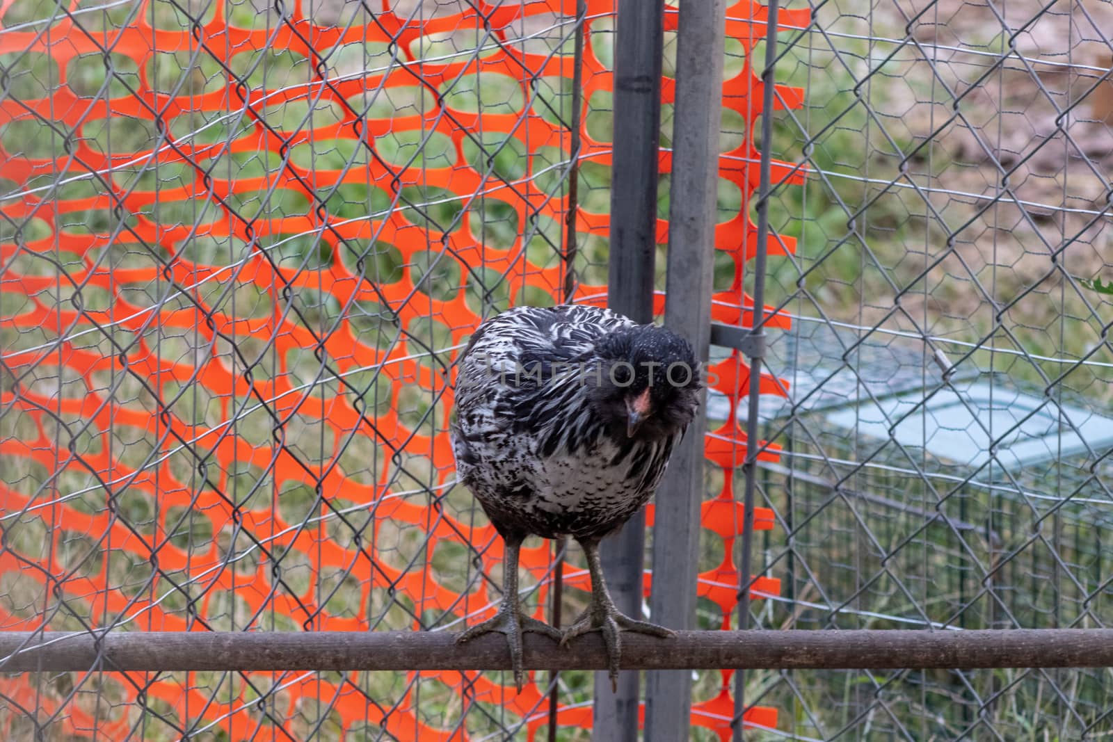 Backyard Chicken Easter Egger Front View on perch. High quality photo