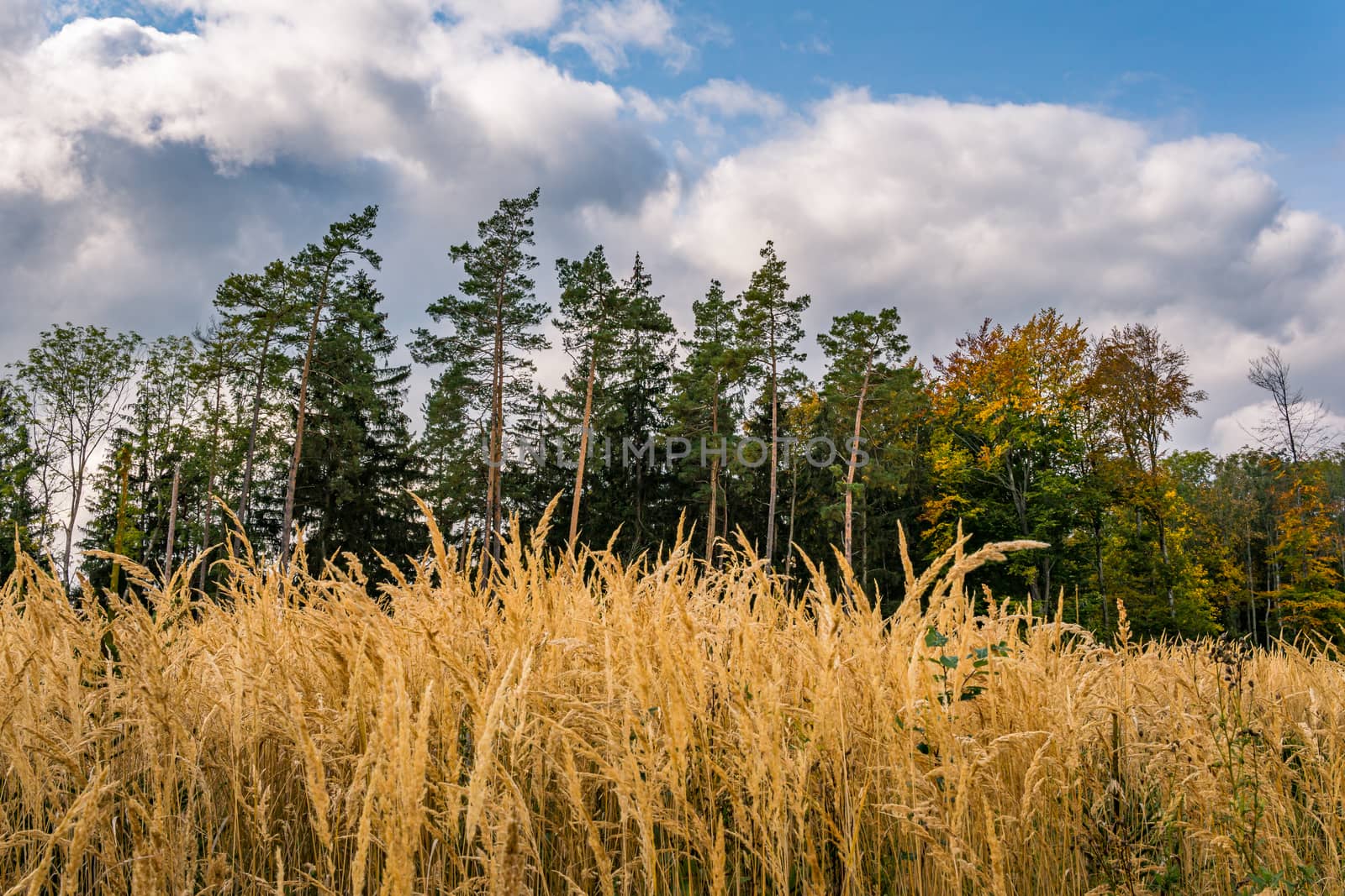 beautiful autumn hike in the colorful forest near wilhelmsdorf near ravensburg in upper swabia germany