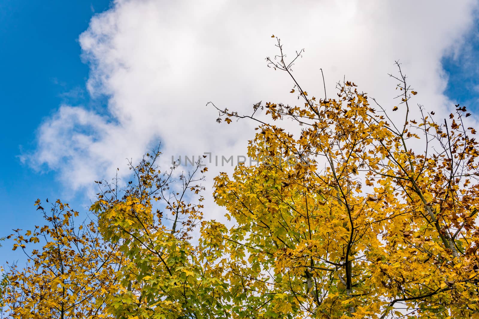 beautiful autumn hike in the colorful forest near wilhelmsdorf near ravensburg in upper swabia germany