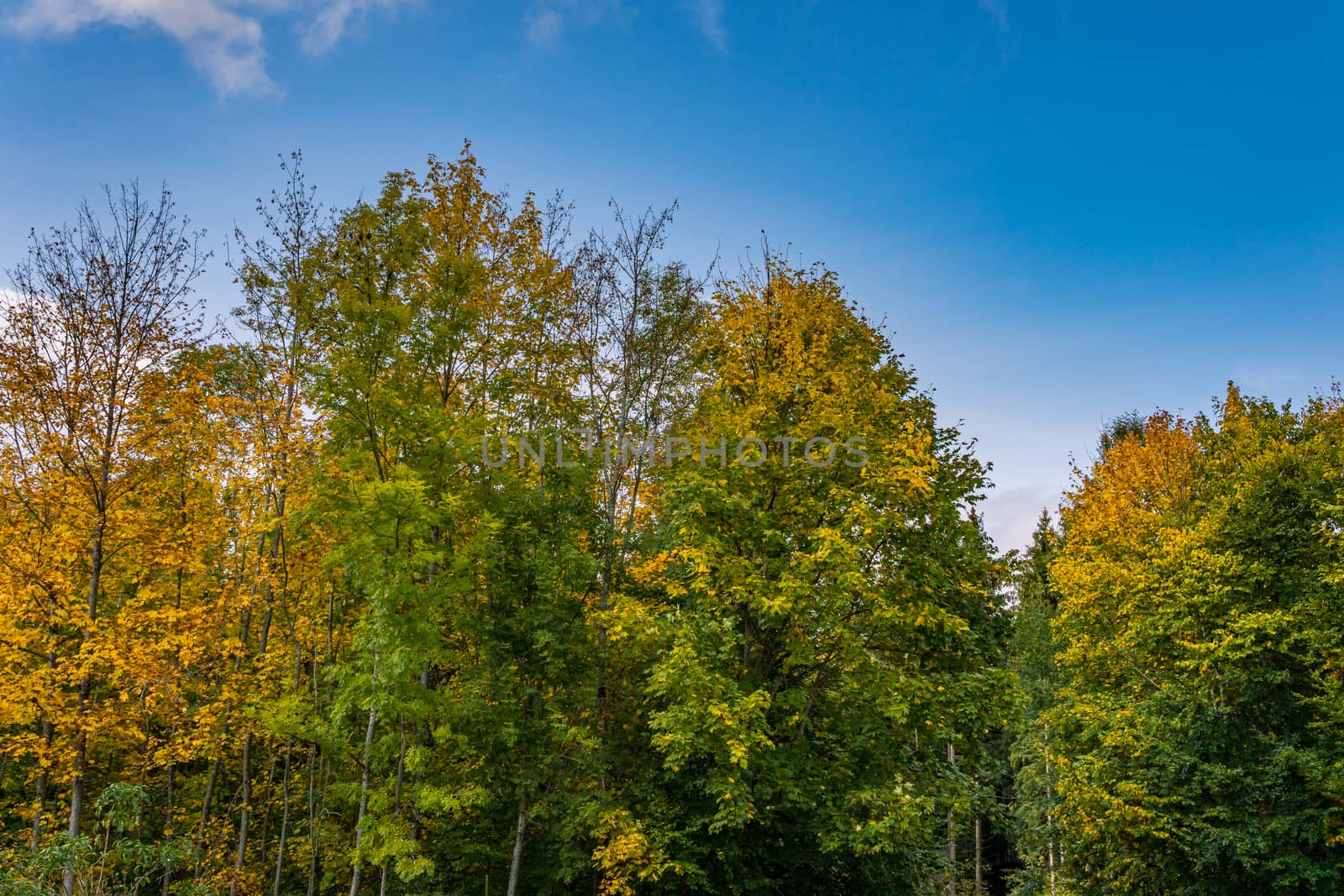 beautiful autumn hike in the colorful forest near wilhelmsdorf near ravensburg in upper swabia germany