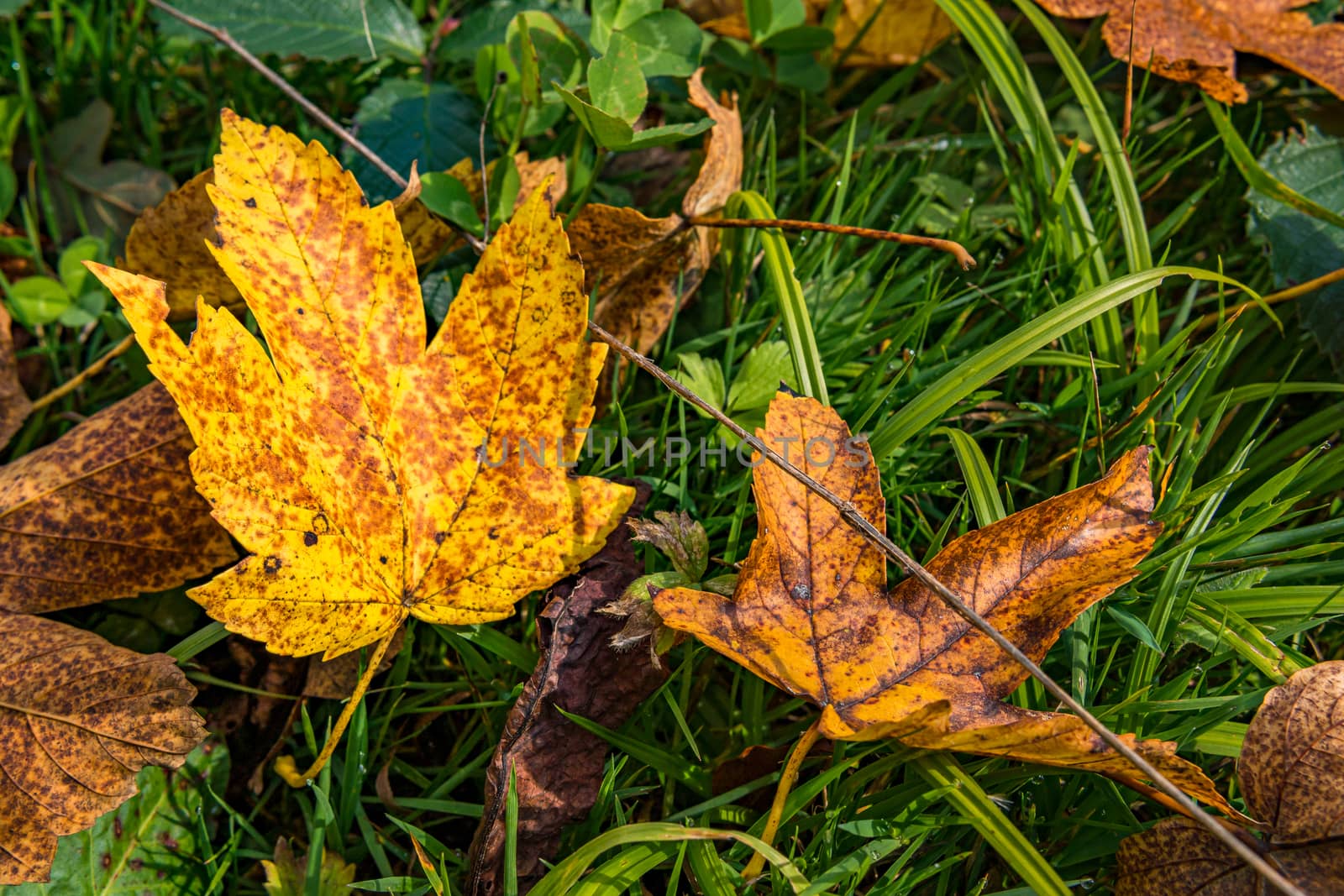 beautiful autumn hike in the colorful forest near wilhelmsdorf near ravensburg in upper swabia germany