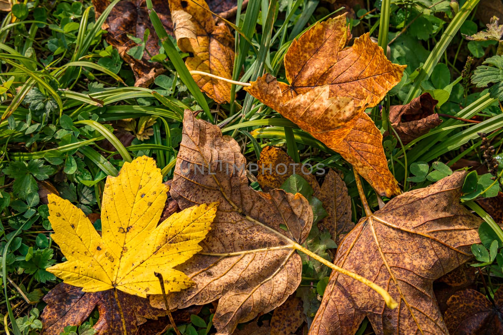 beautiful autumn hike in the colorful forest near wilhelmsdorf near ravensburg in upper swabia germany