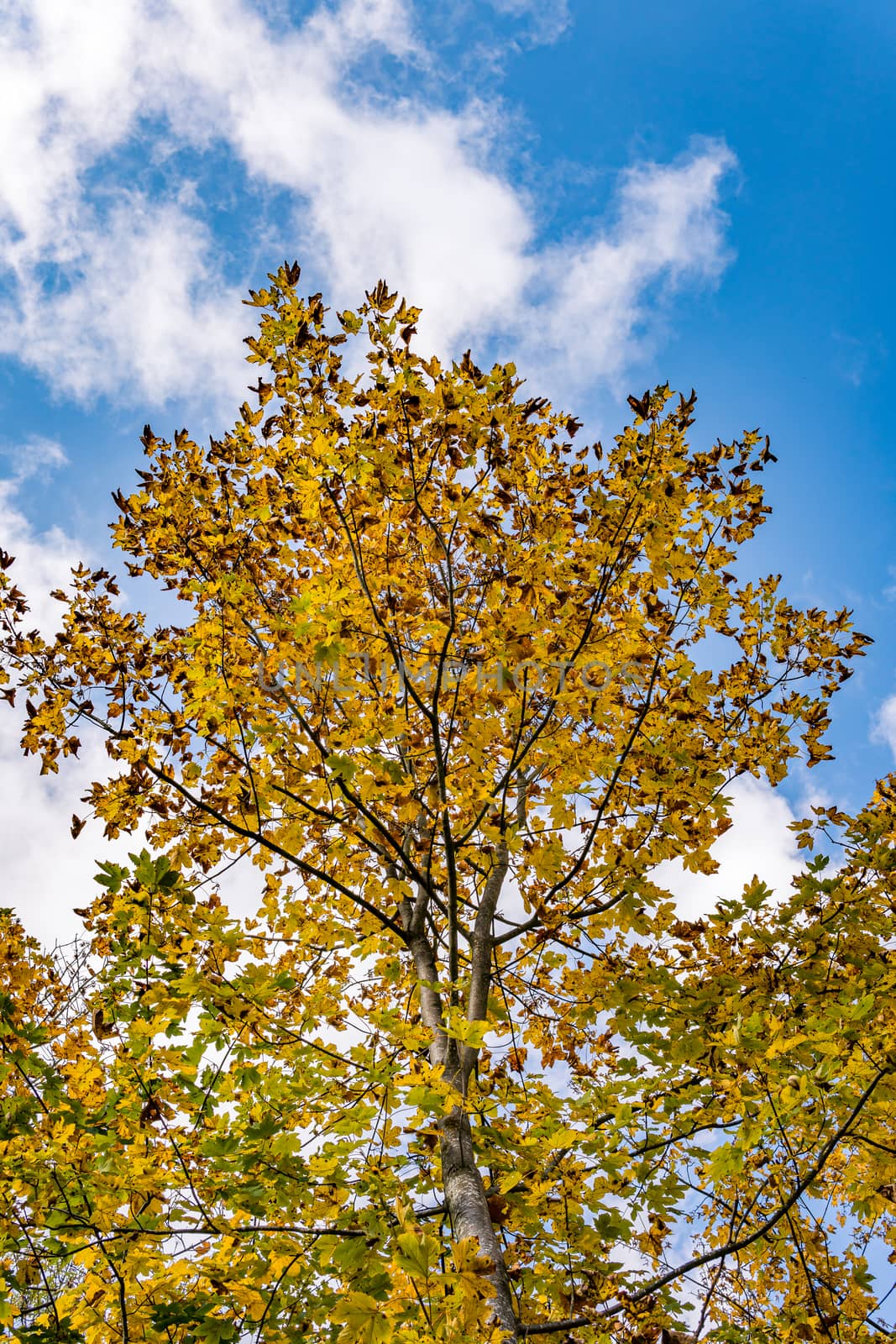 beautiful autumn hike in the colorful forest near wilhelmsdorf by mindscapephotos