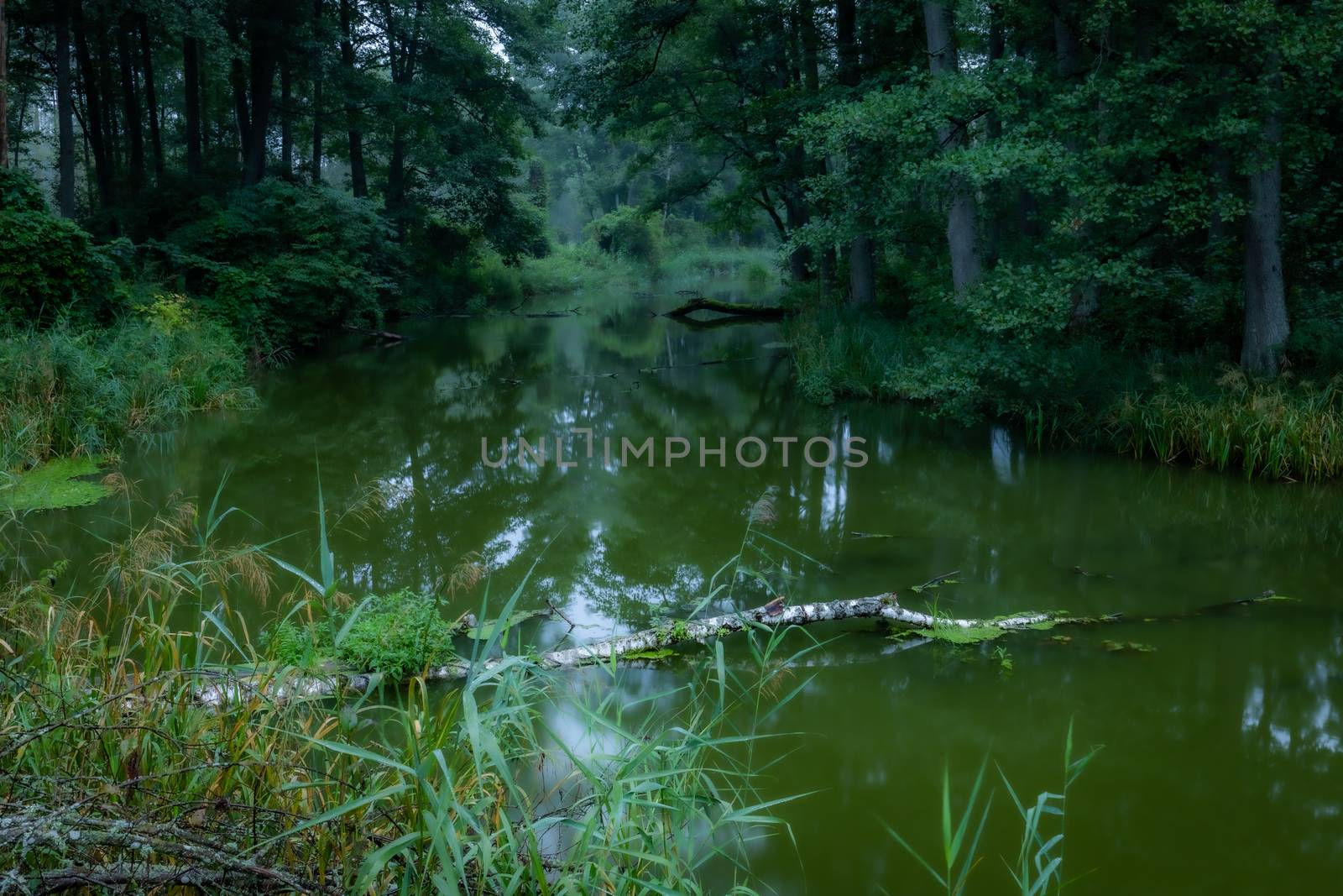 Wild river in the dense green forest - wallpaper, background by mkenwoo