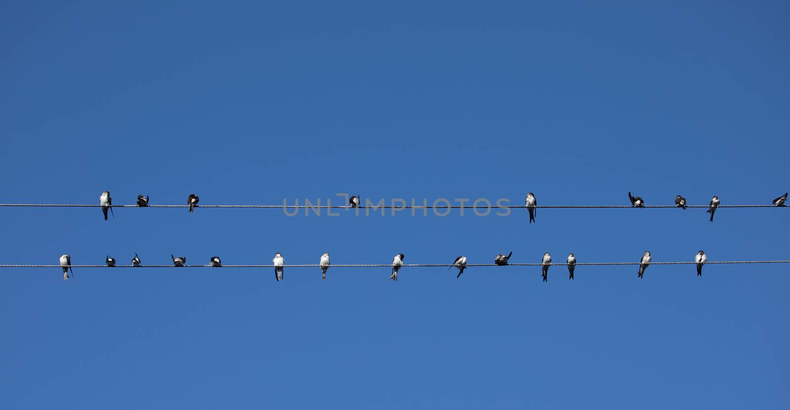 Birds (Swallows) sitting on a wire on clear blue sky background by mkenwoo