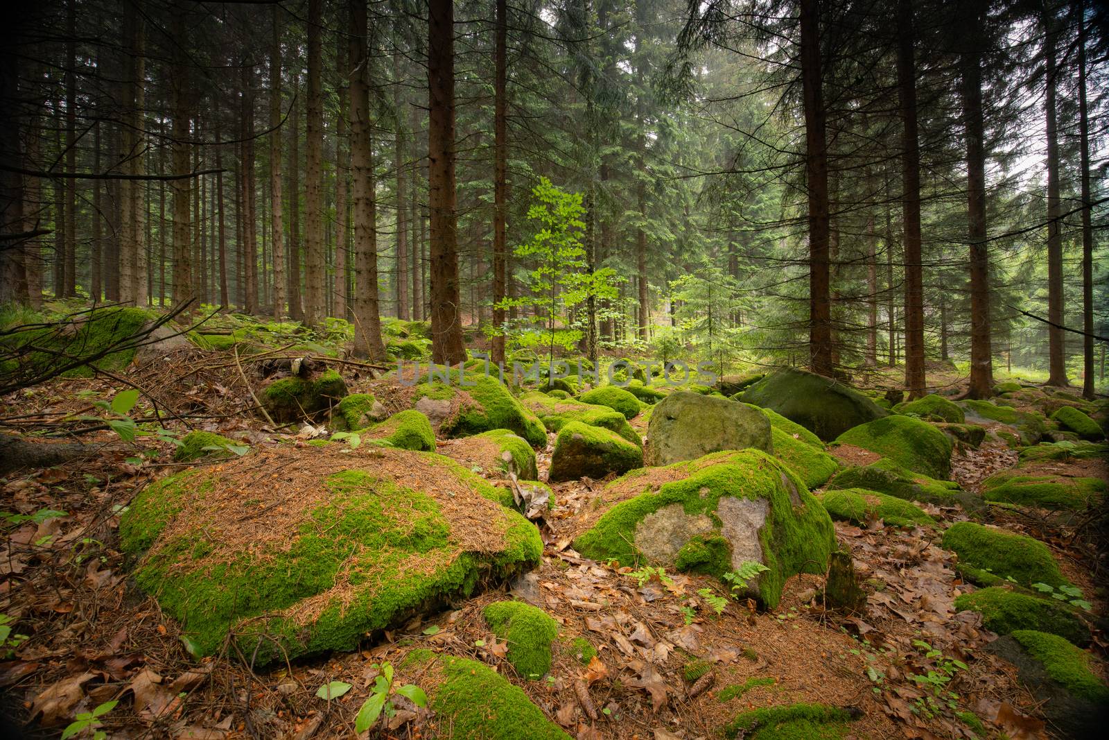 Green moss on big stones in the dense Polish forest