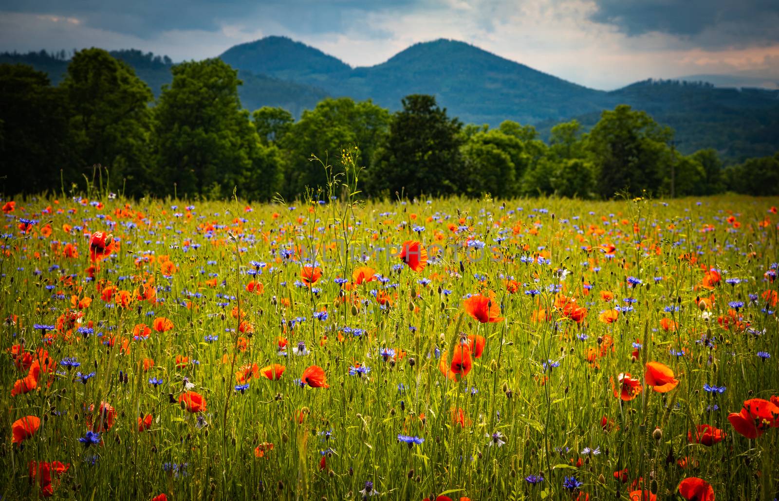 Blooming Cornflowers and Poppies flowers with the Sokoliki (Ruda by mkenwoo