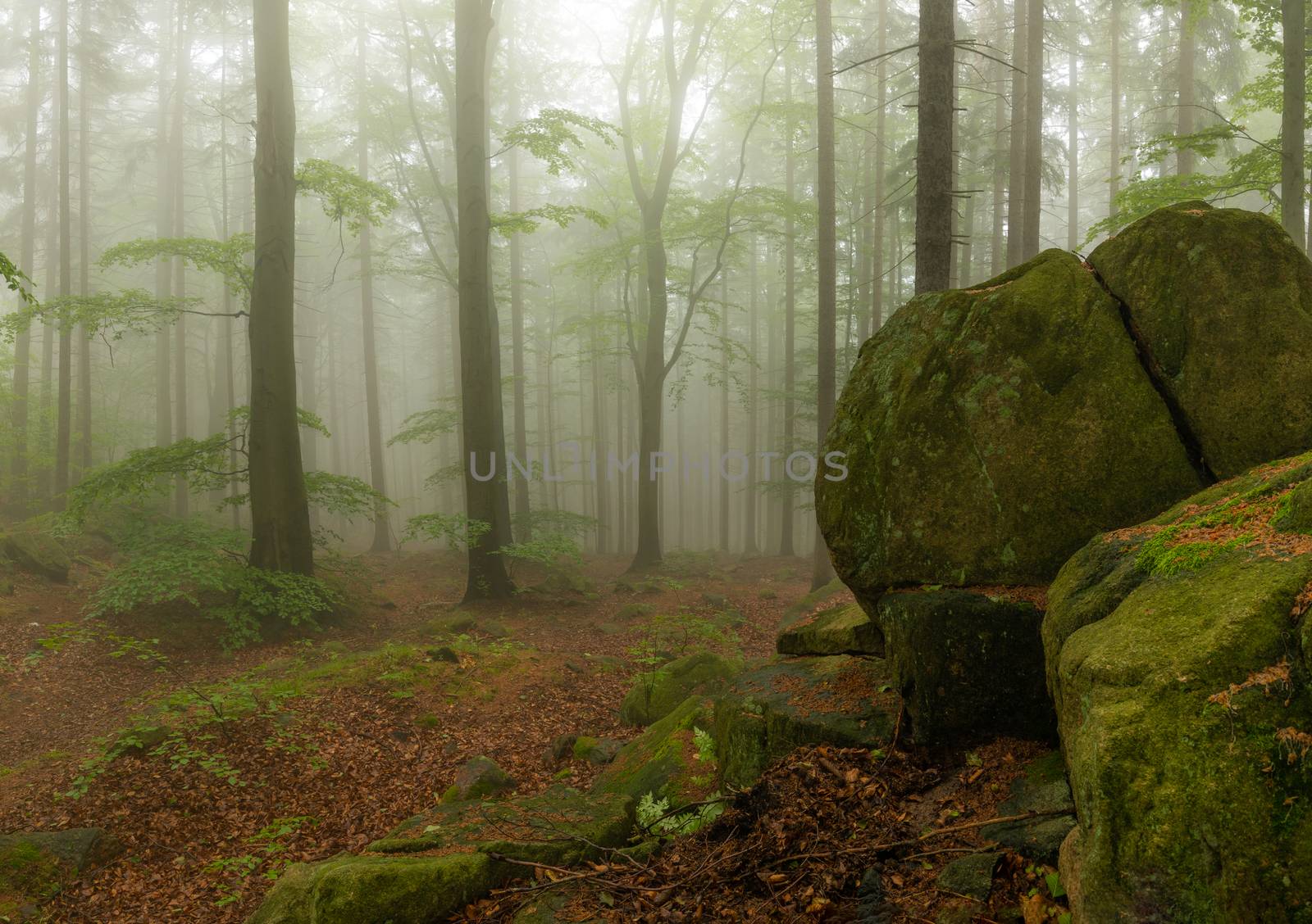 big boulder stones covered in moss in foggy forest in Rudawy Jan by mkenwoo