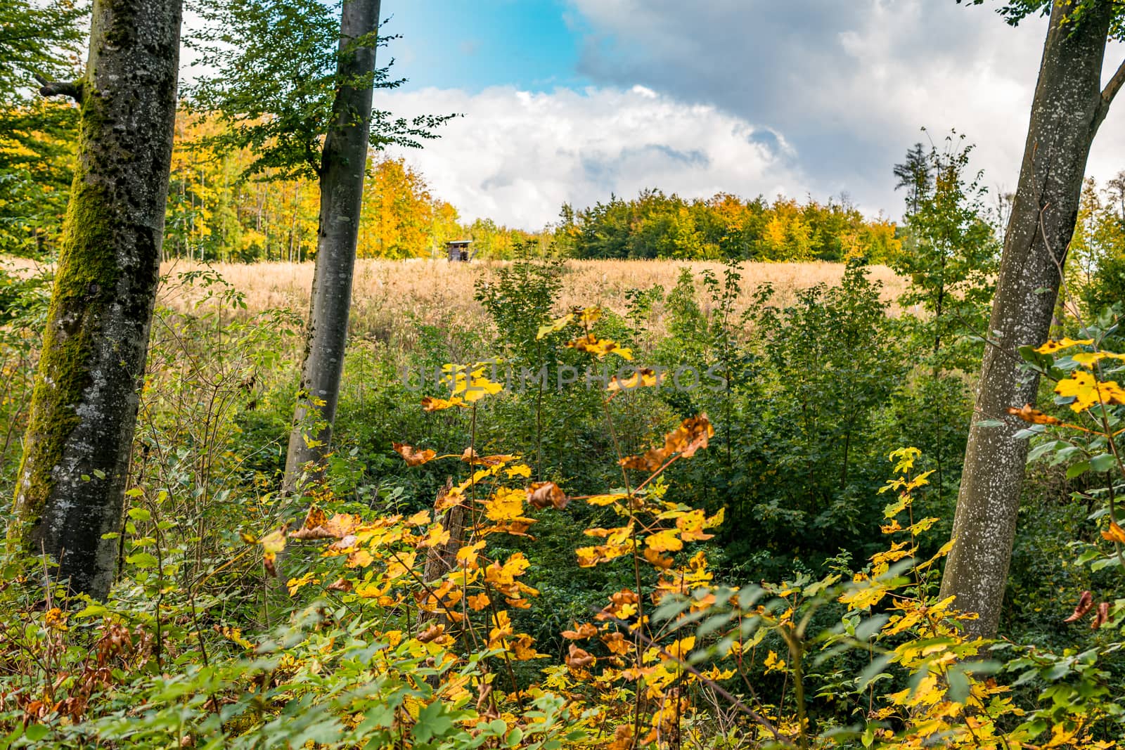 beautiful autumn hike in the colorful forest near wilhelmsdorf near ravensburg in upper swabia germany