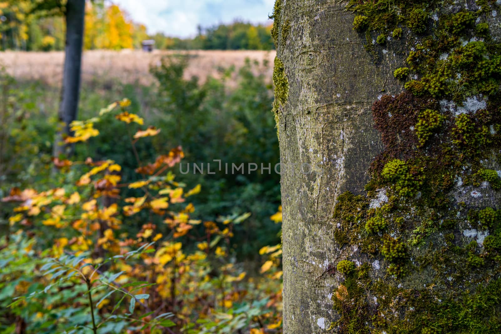 beautiful autumn hike in the colorful forest near wilhelmsdorf near ravensburg in upper swabia germany