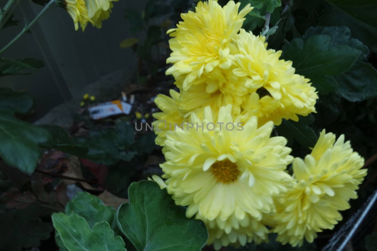 Closeup view of lovely yellow flower against a green leaves background by Photochowk