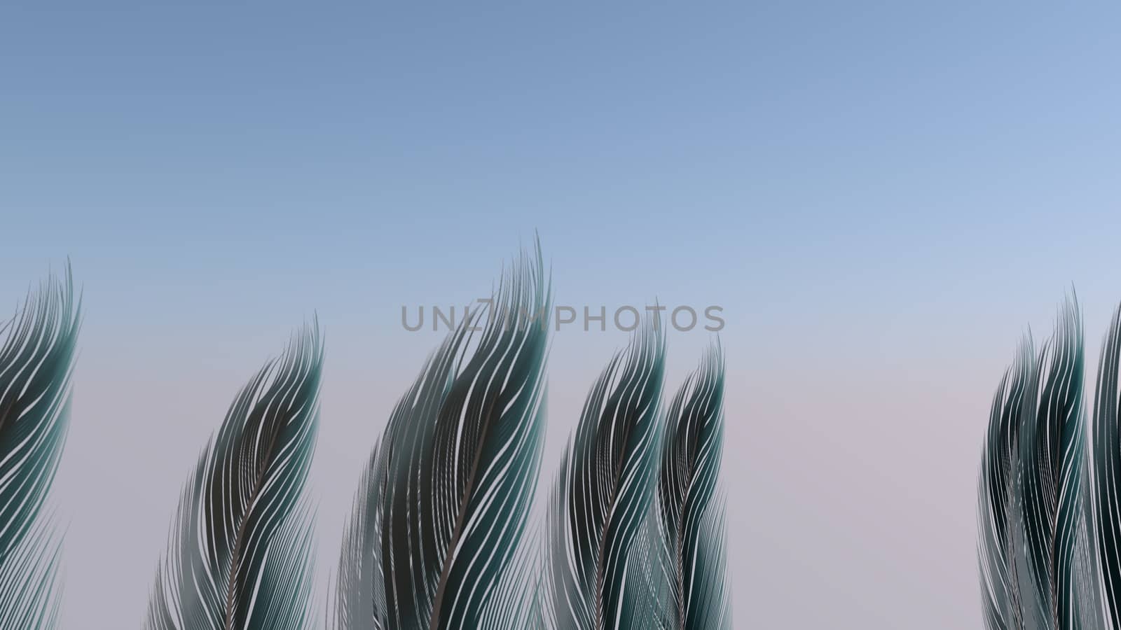 Soft silky feathers isolated with copy space for text and advertisement by Photochowk