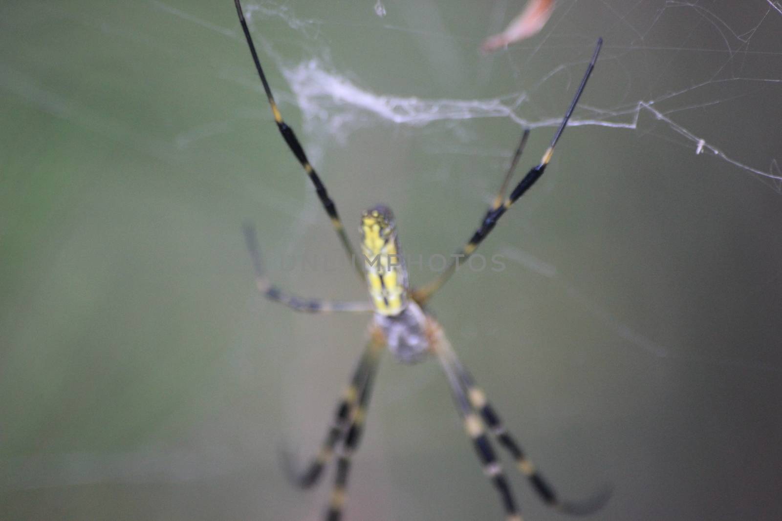 Closeup view with selective focus on a giant Spider and spider webs with blurred green jungle background