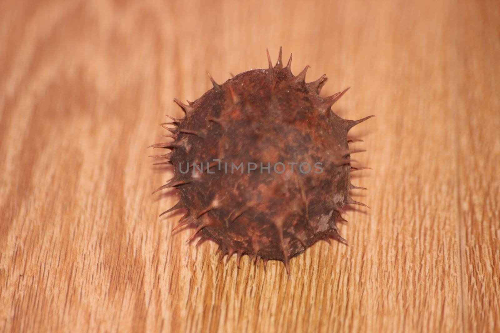 Chestnut and chestnut pod with spines on a wooden floor. Close-Up of dried fruits over wooden background.