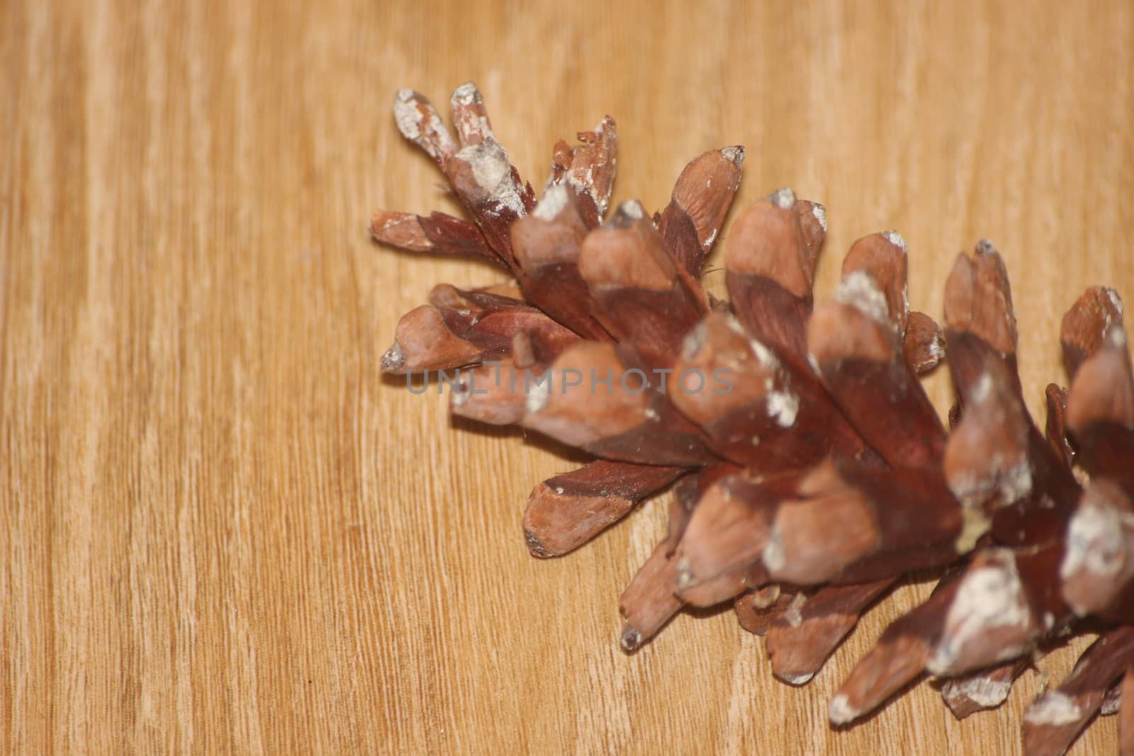 Close-Up of pine cone on wooden floor background by Photochowk