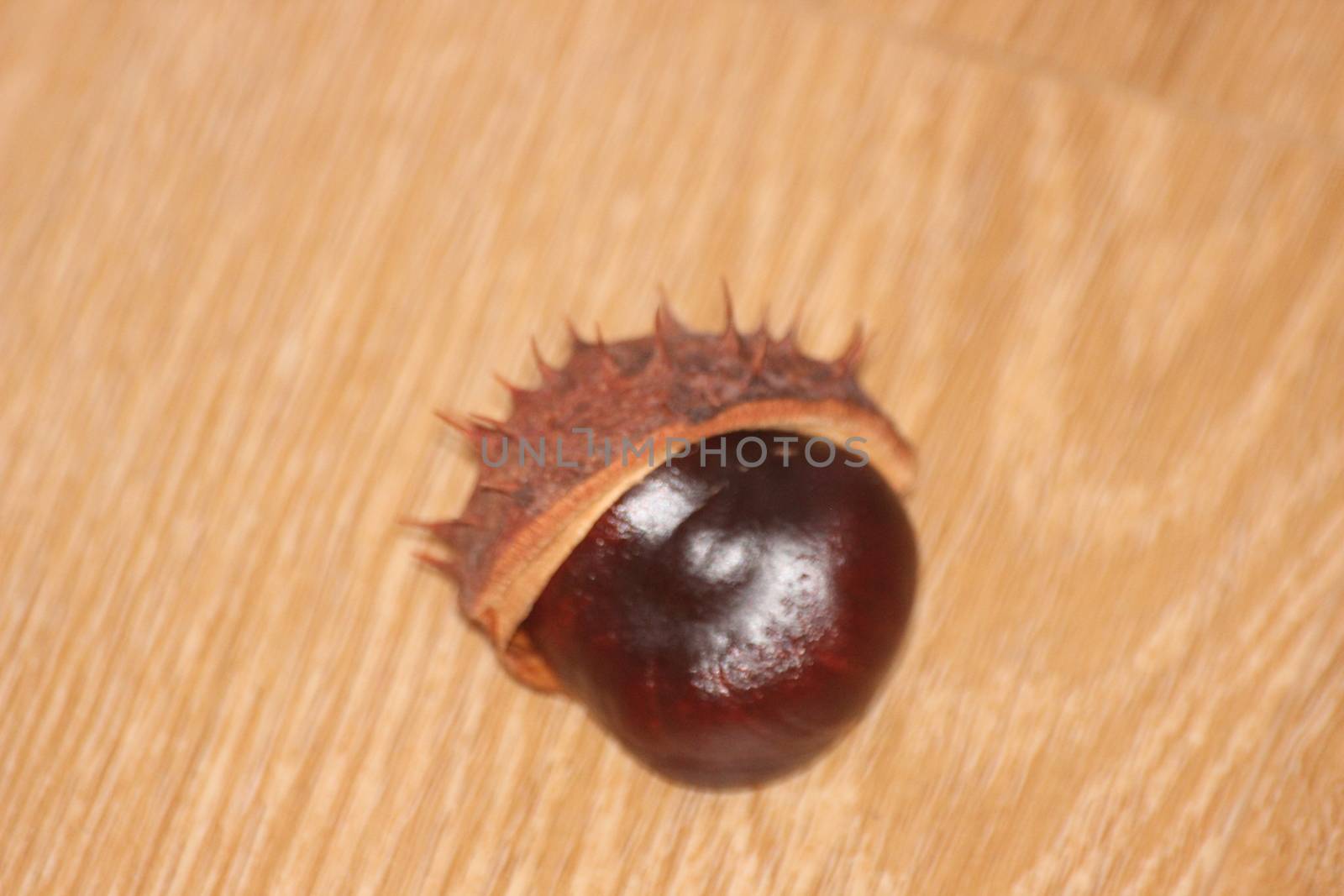 Chestnut and chestnut pod with spines on a wooden floor. Close-Up of bunch of dried chestnut fruits over wooden background.