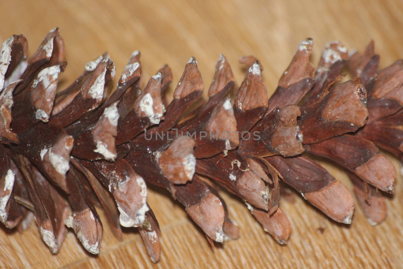 Close-Up of pine cone on wooden floor background. Pine (conifer) cone, seed cone, ovulate cone on brown wood background