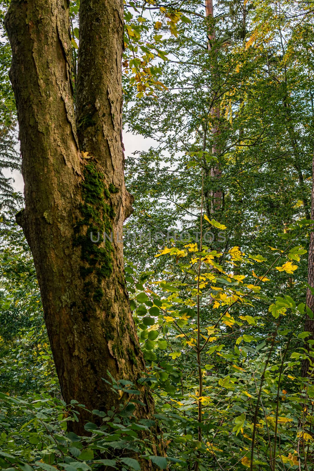 beautiful autumn hike in the colorful forest near wilhelmsdorf by mindscapephotos