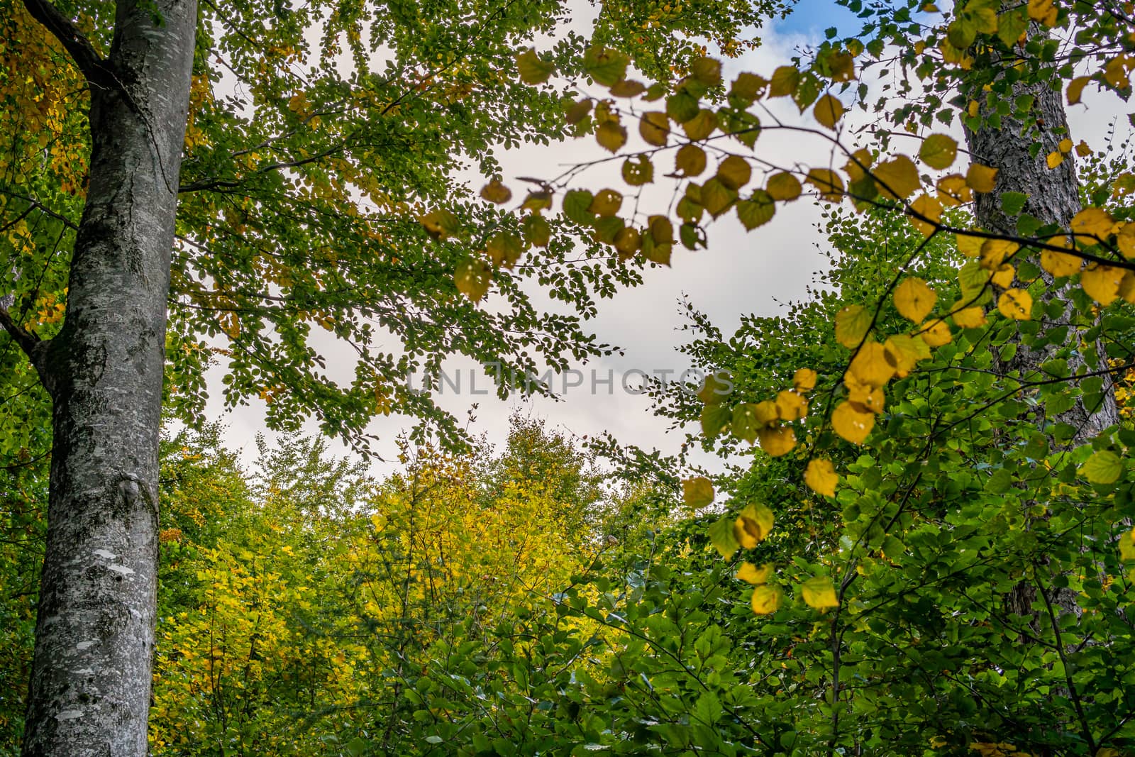 beautiful autumn hike in the colorful forest near wilhelmsdorf near ravensburg in upper swabia germany