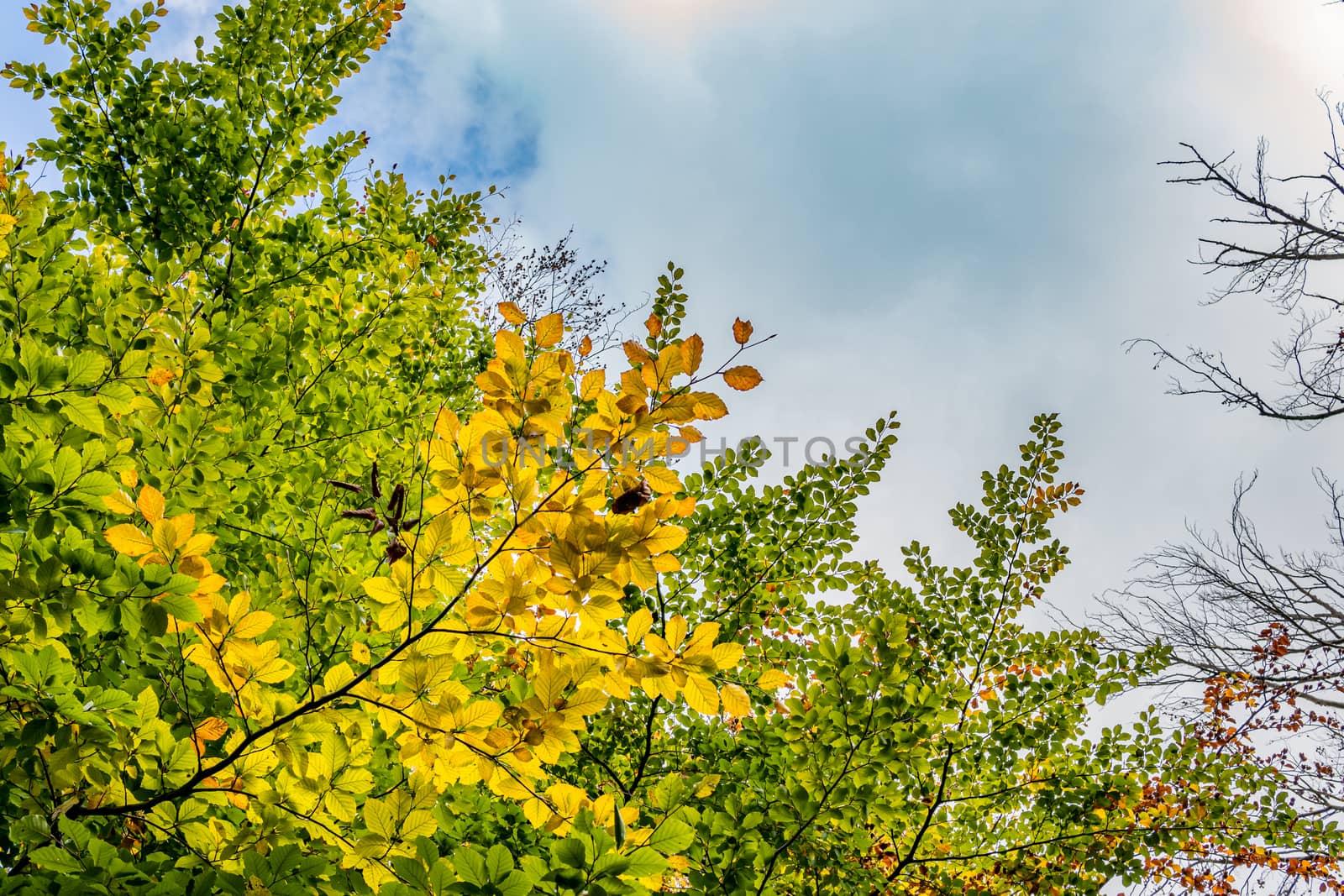 beautiful autumn hike in the colorful forest near wilhelmsdorf near ravensburg in upper swabia germany