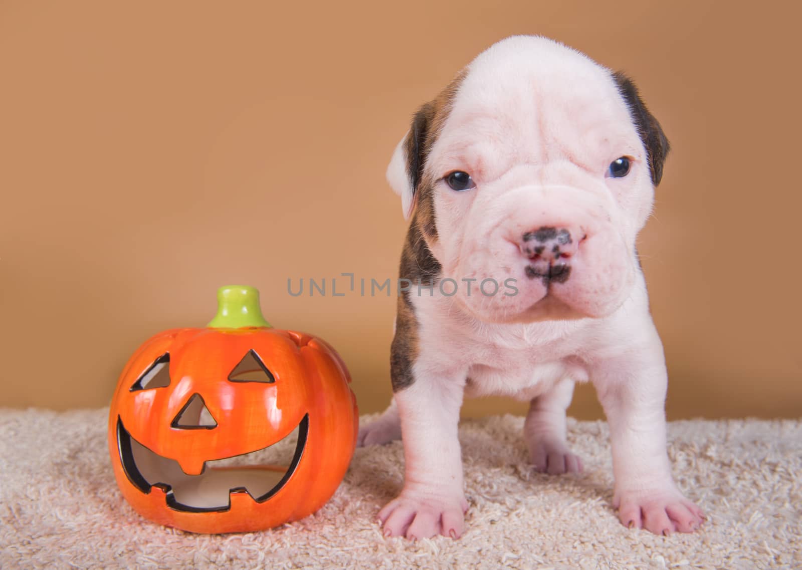 American Bulldog puppy and orange little pumpkin by infinityyy