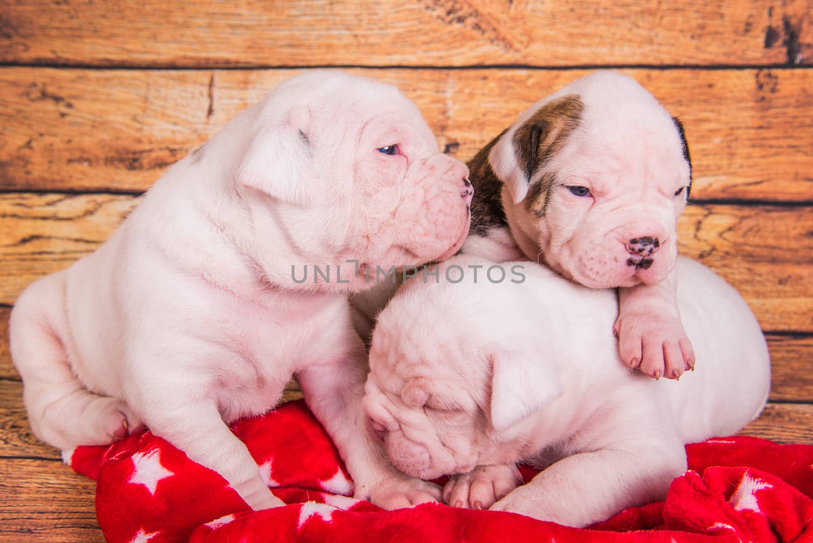 Three Funny American Bulldog puppies dogs are sleeping by infinityyy
