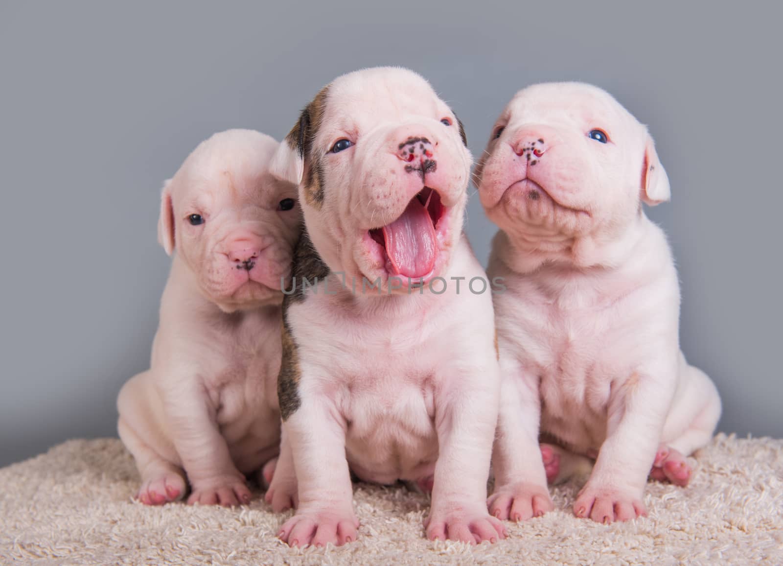 Three funny American Bulldog puppies dogs on gray background