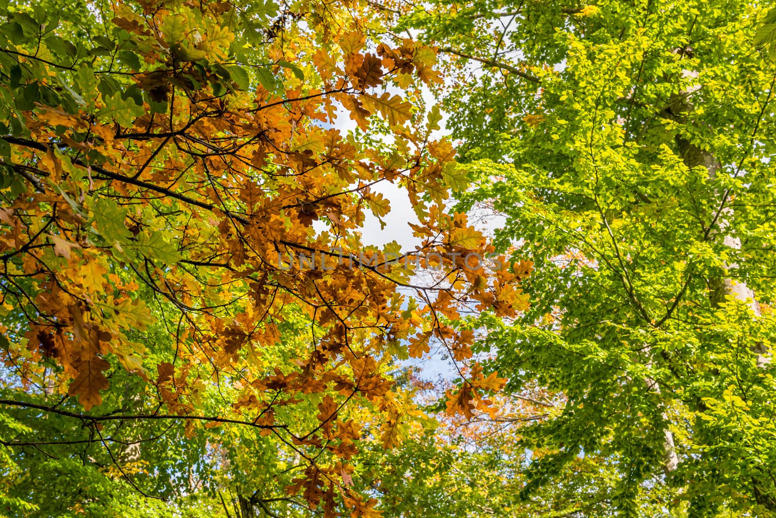 beautiful autumn hike in the colorful forest near wilhelmsdorf near ravensburg in upper swabia germany