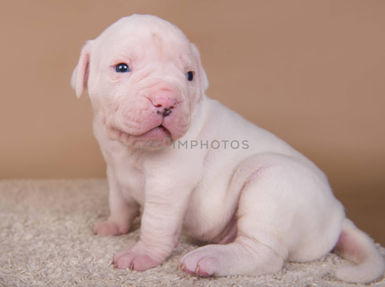 Small American Bulldog puppy dog on light brown by infinityyy