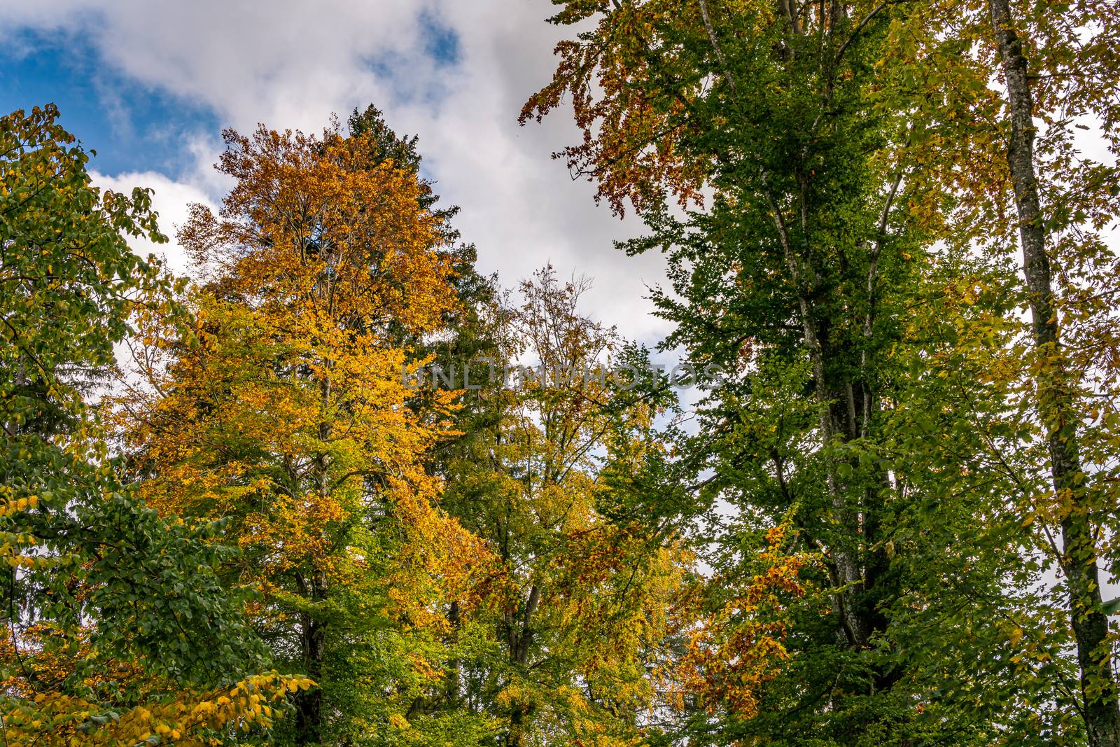 beautiful autumn hike in the colorful forest near wilhelmsdorf near ravensburg in upper swabia germany