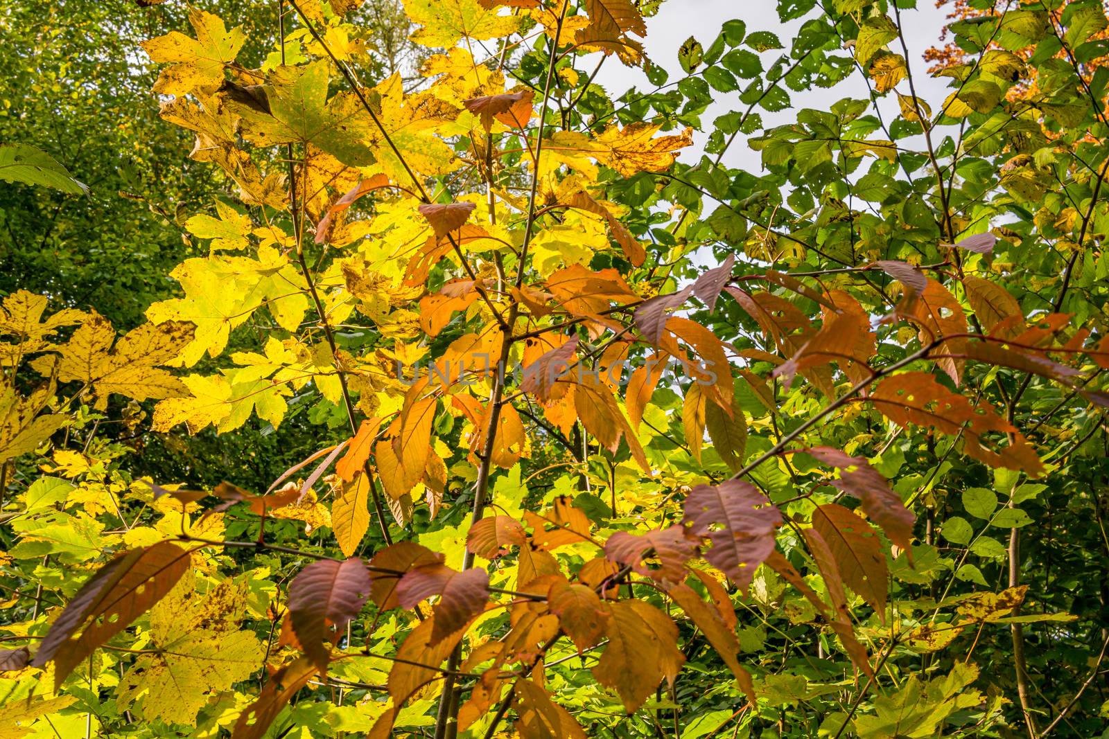 beautiful autumn hike in the colorful forest near wilhelmsdorf near ravensburg in upper swabia germany