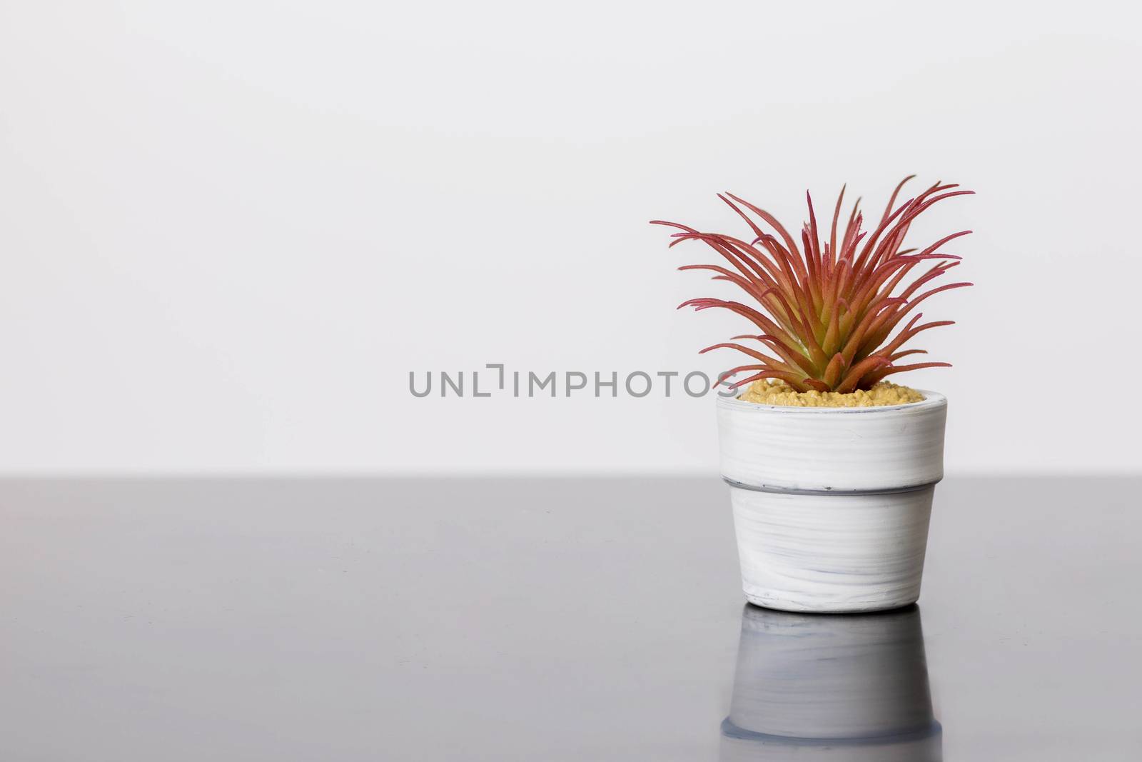 Succulents stands on a black glass surface on a white background. Scandinavian room interior decor