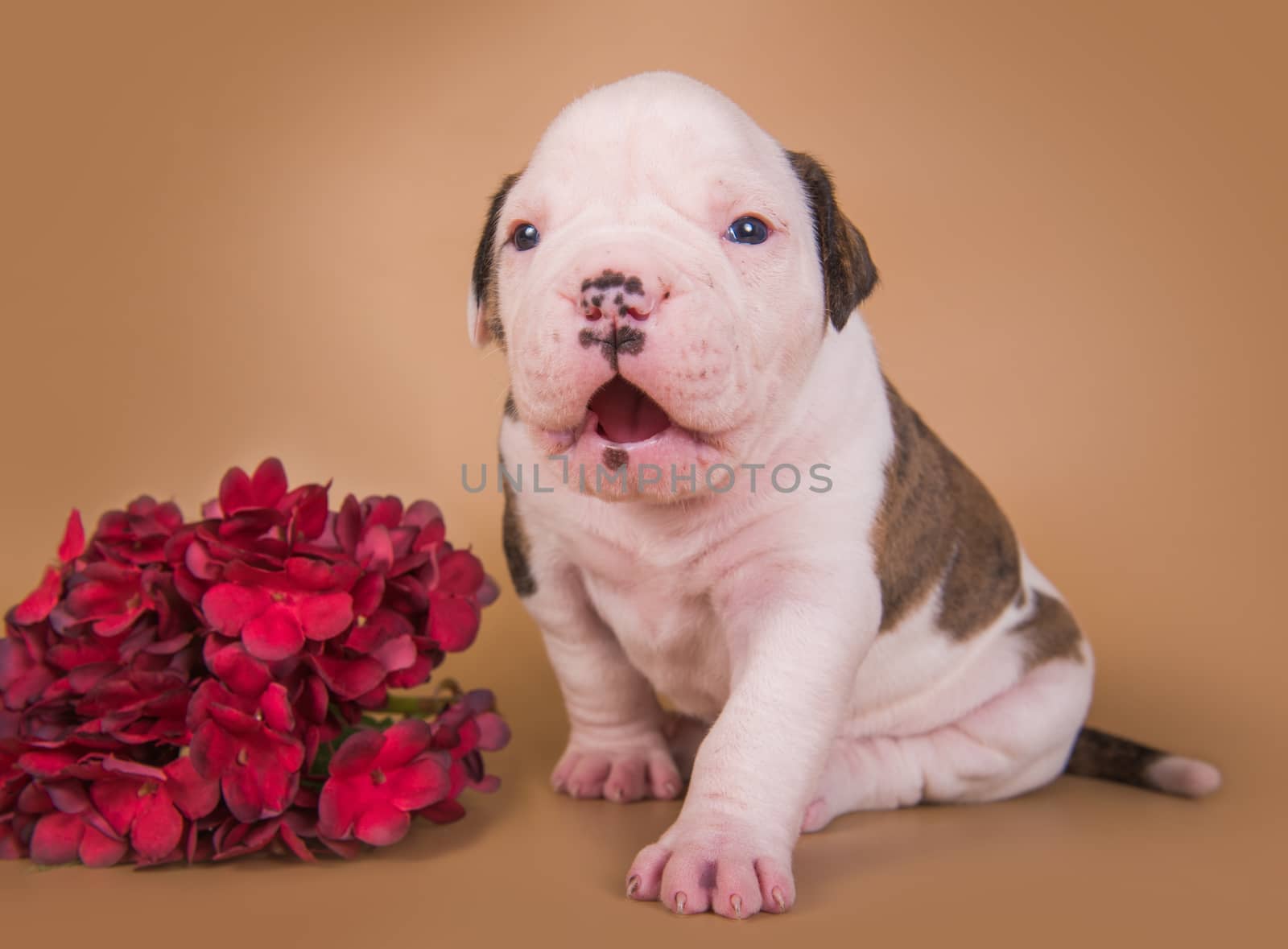 Funny small white American Bulldog puppy dog is sitting on light brown background with autumn flowers.