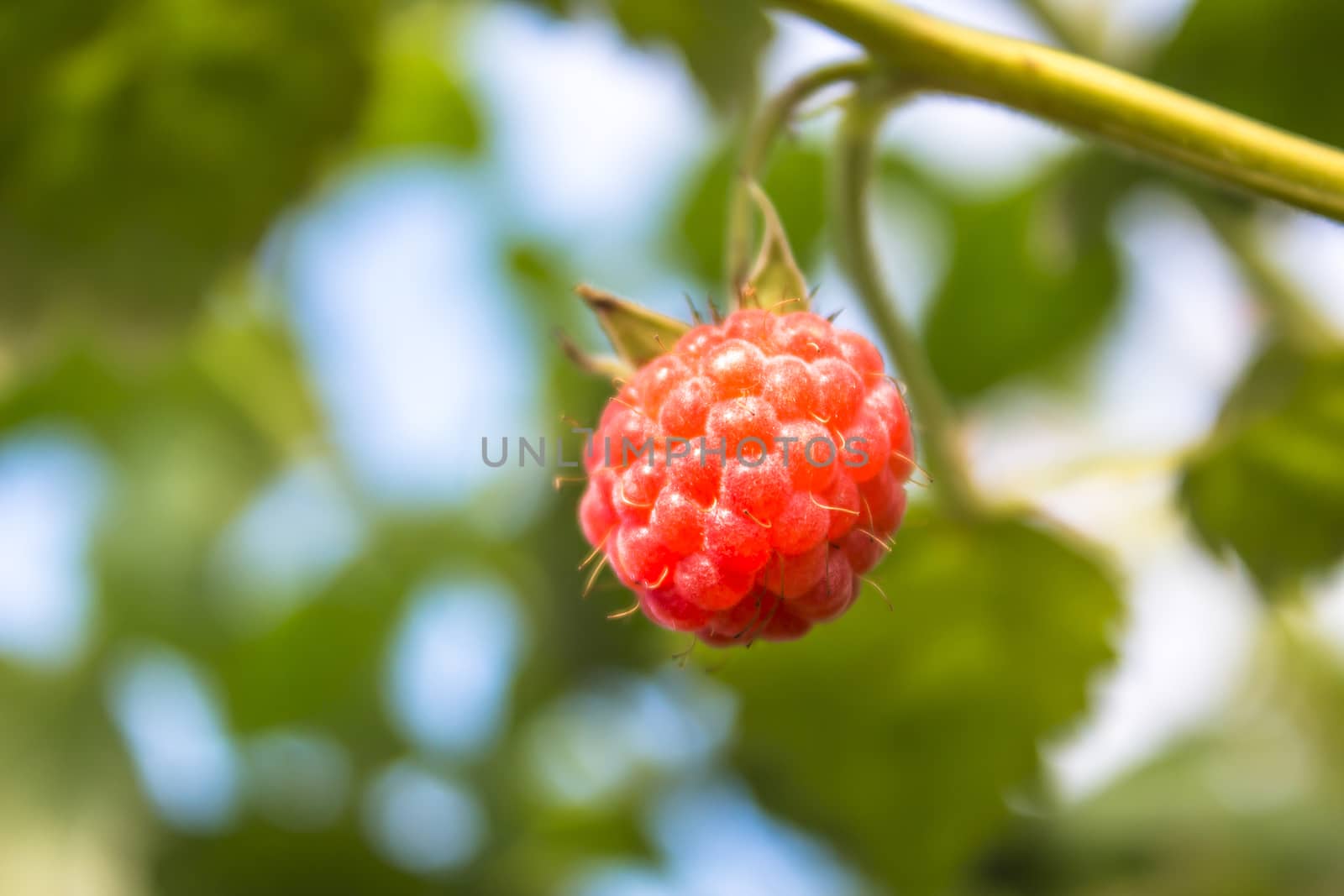 Branch of ripe raspberries in garden. Red sweet berries growing  by YevgeniySam