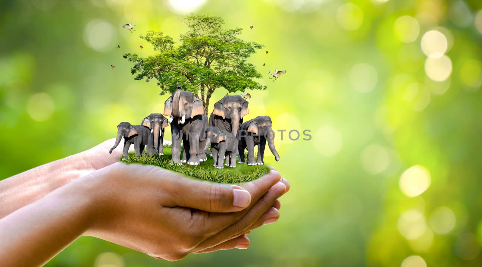 Concept Nature reserve conserve Wildlife reserve tiger Deer Global warming Food Loaf Ecology Human hands protecting the wild and wild animals tigers deer, trees in the hands green background Sun light by sarayut_thaneerat