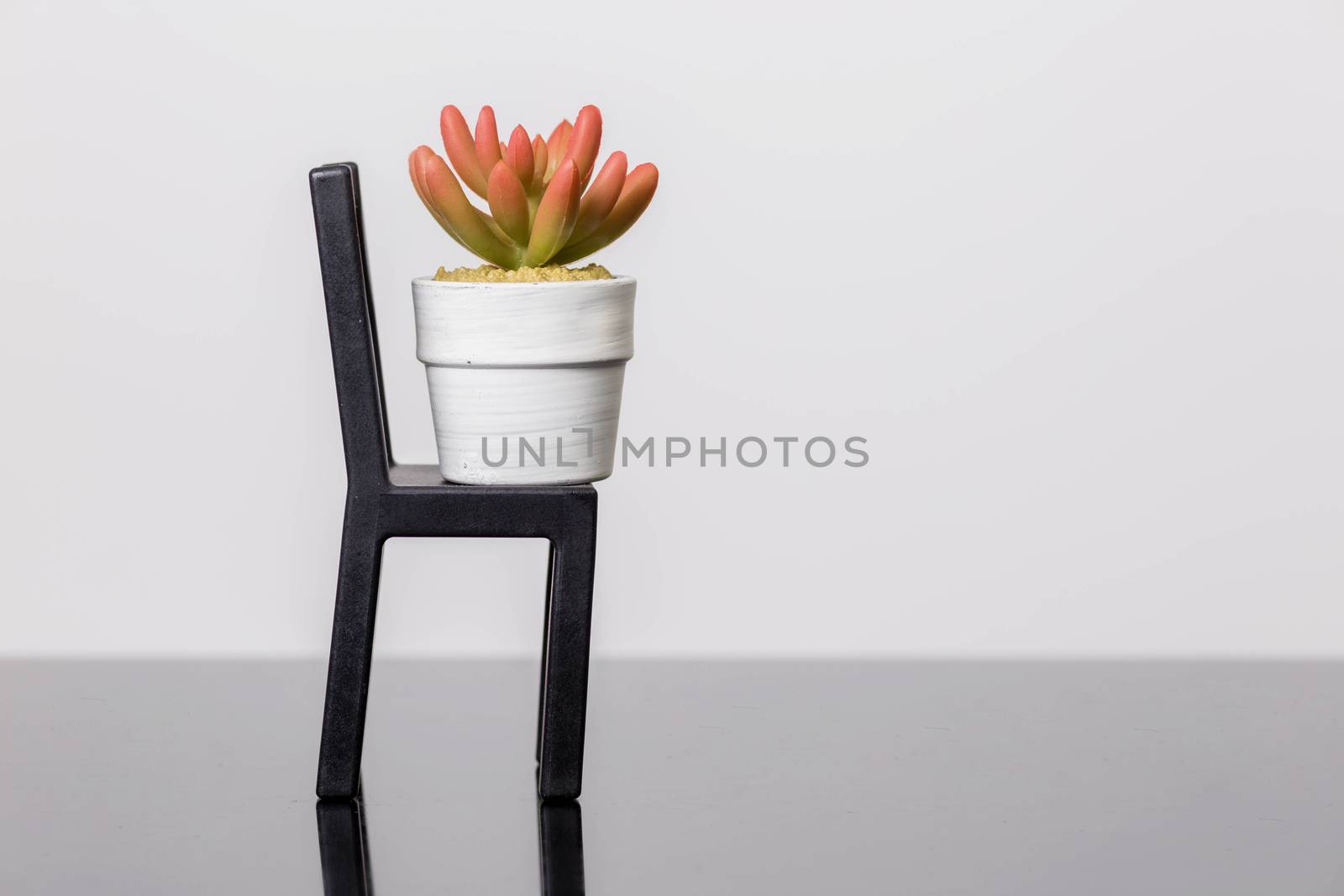 Succulents on a chair stands on a black glass surface on a white background. Scandinavian room interior decor