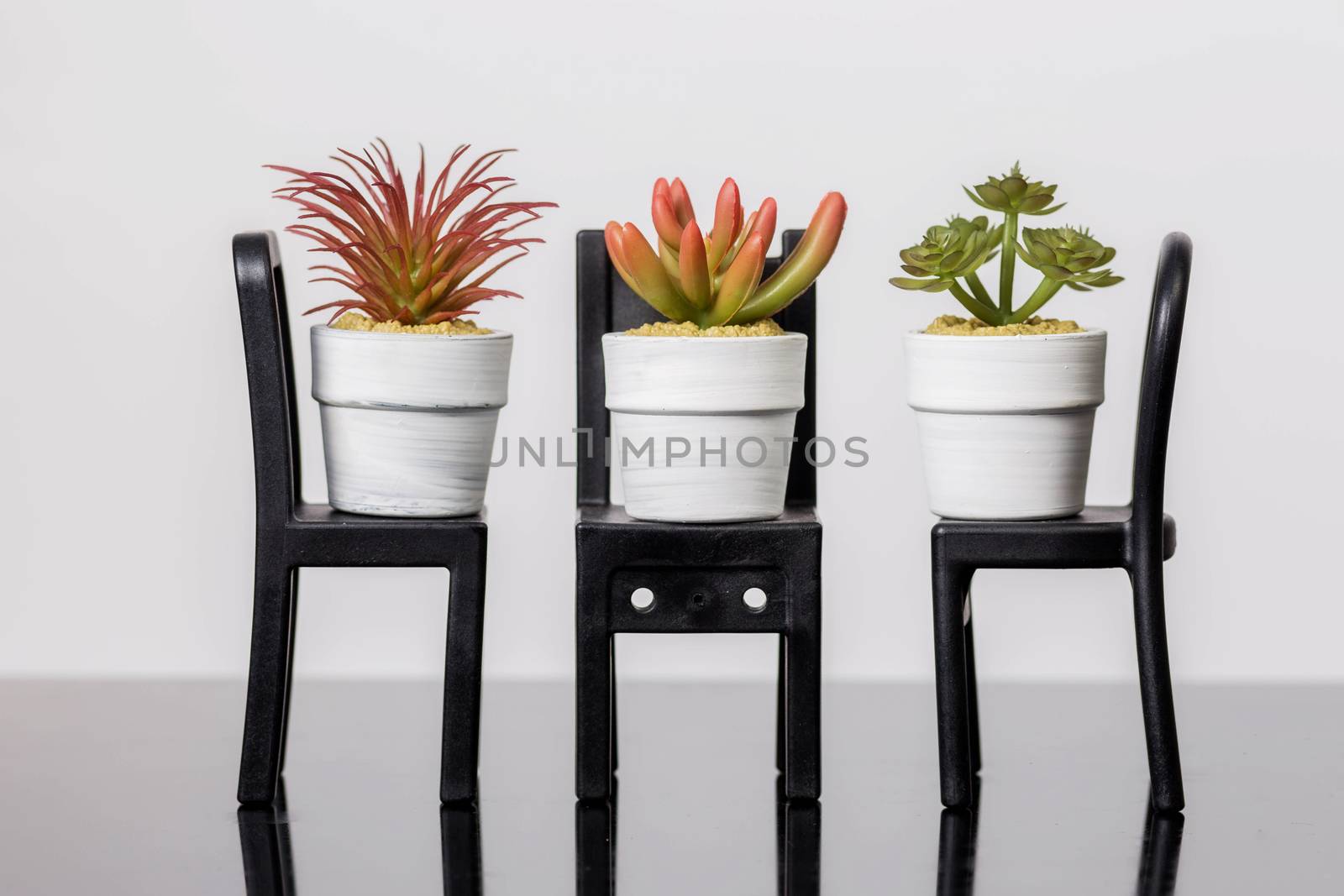 Succulents on a chair stands on a black glass surface on a white background. Scandinavian room interior decor