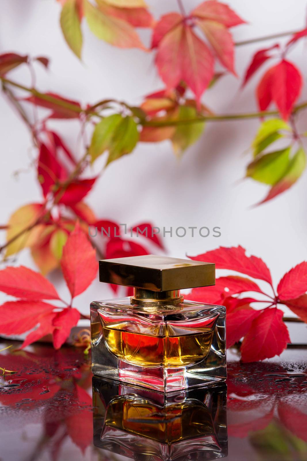Perfume bottle and vintage fragrance on a black glass surface surrounded by autumn leaves of wild grapes and water drops, aroma scent, fragrant cosmetics and eau de toilette as luxury beauty brand