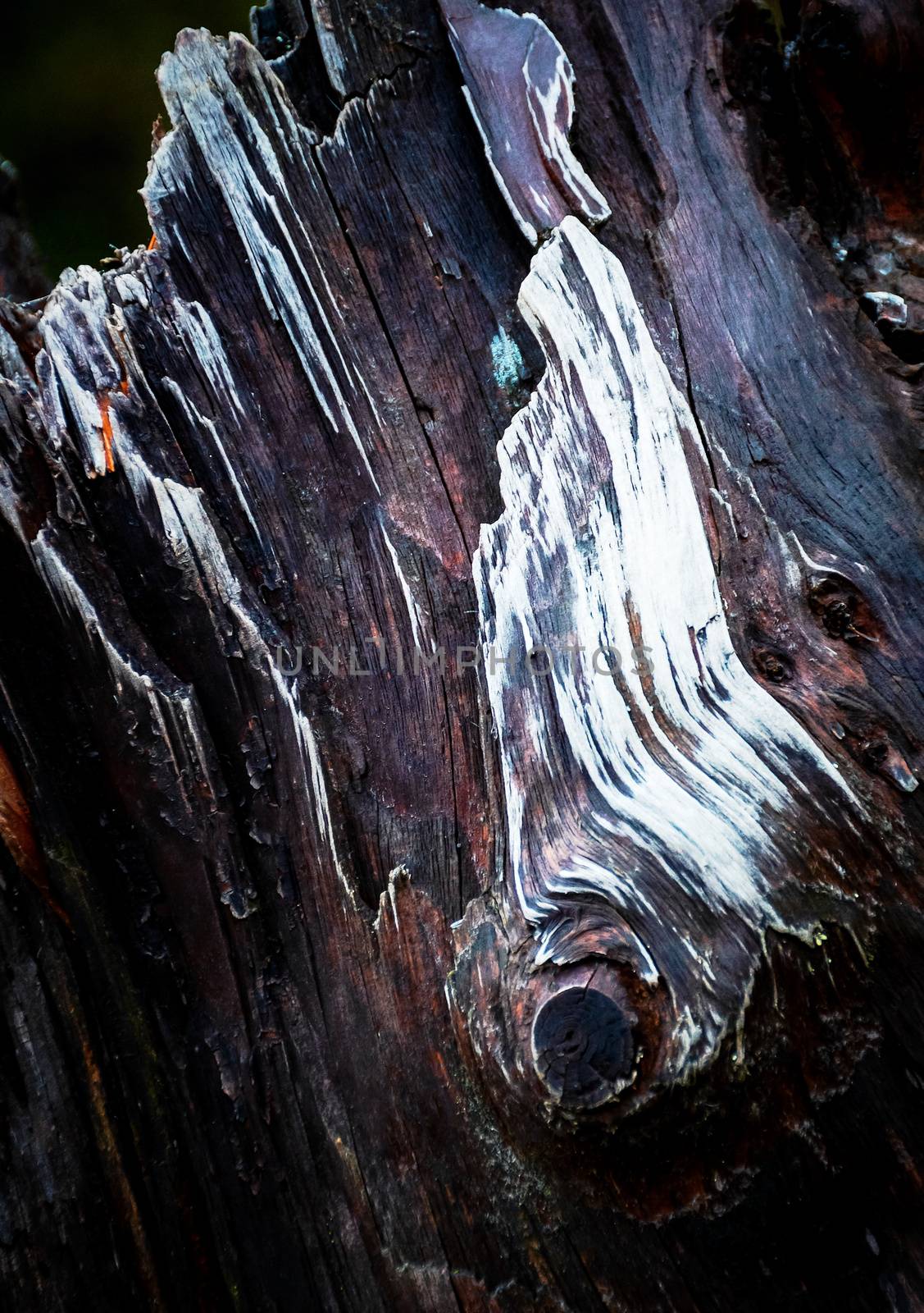 detail of an old rotten wooden stump by Ahojdoma