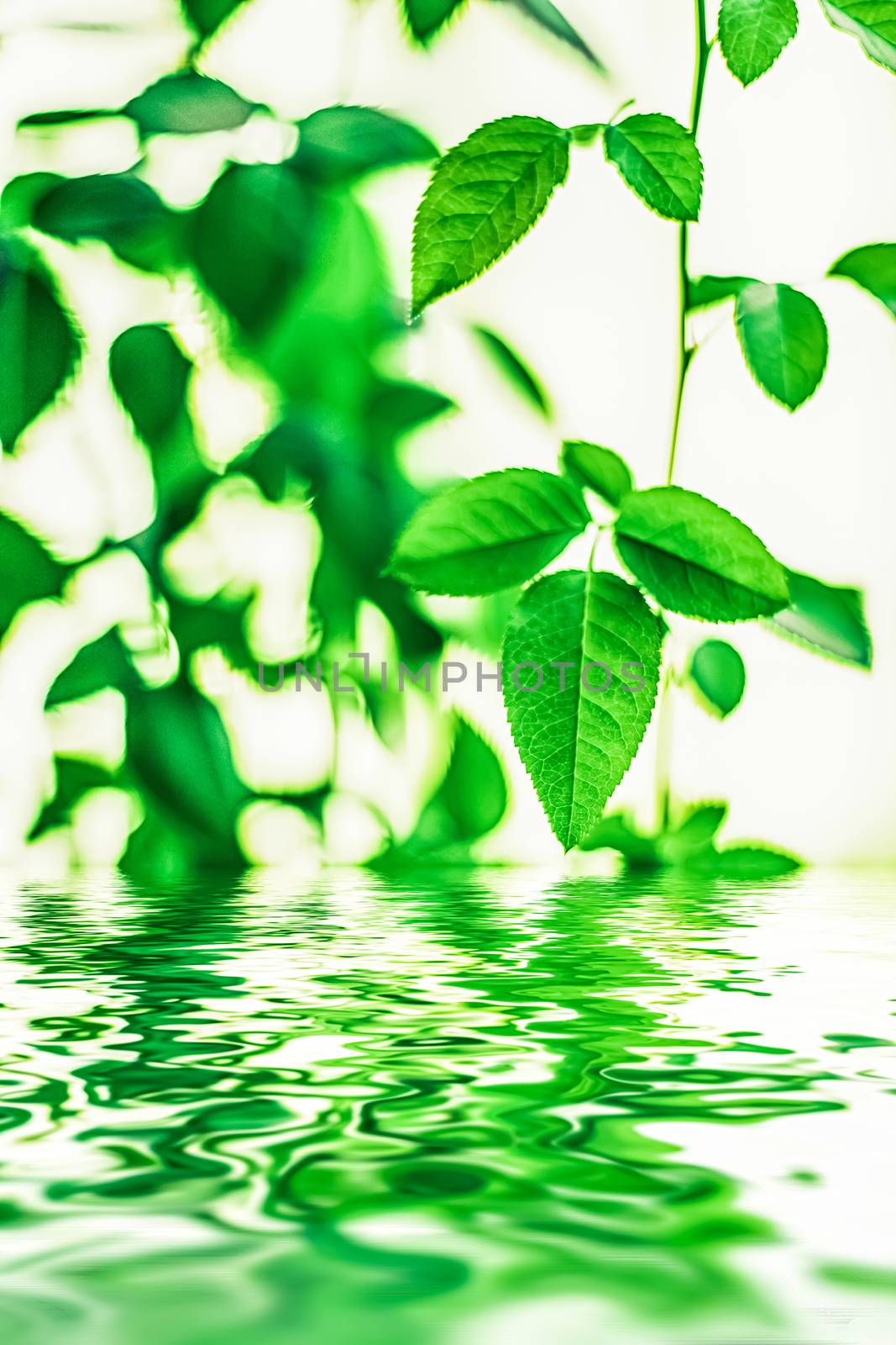 Green leaves and spring water,  eco nature and bio energy background design