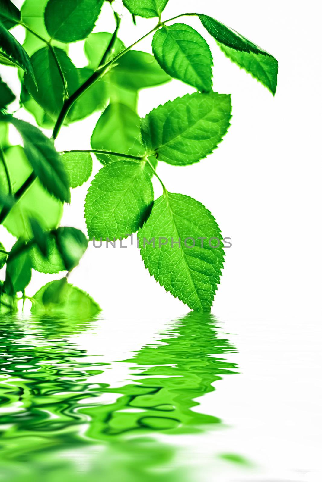 Green leaves and spring water,  eco nature and bio energy backgr by Anneleven