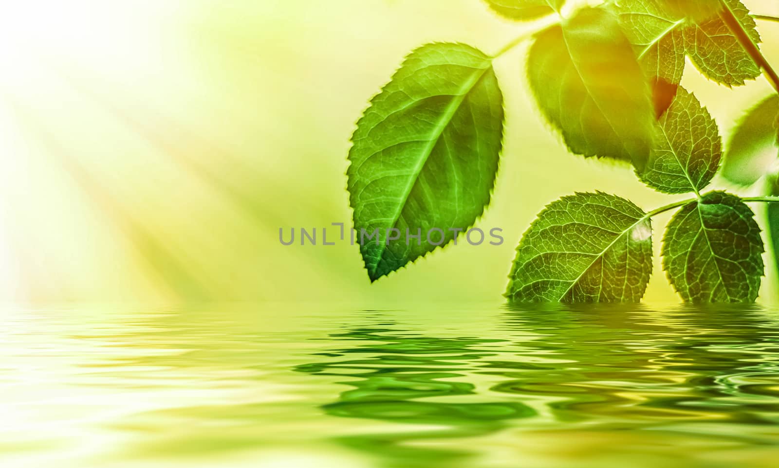 Green leaves and spring water,  eco nature and bio energy backgr by Anneleven